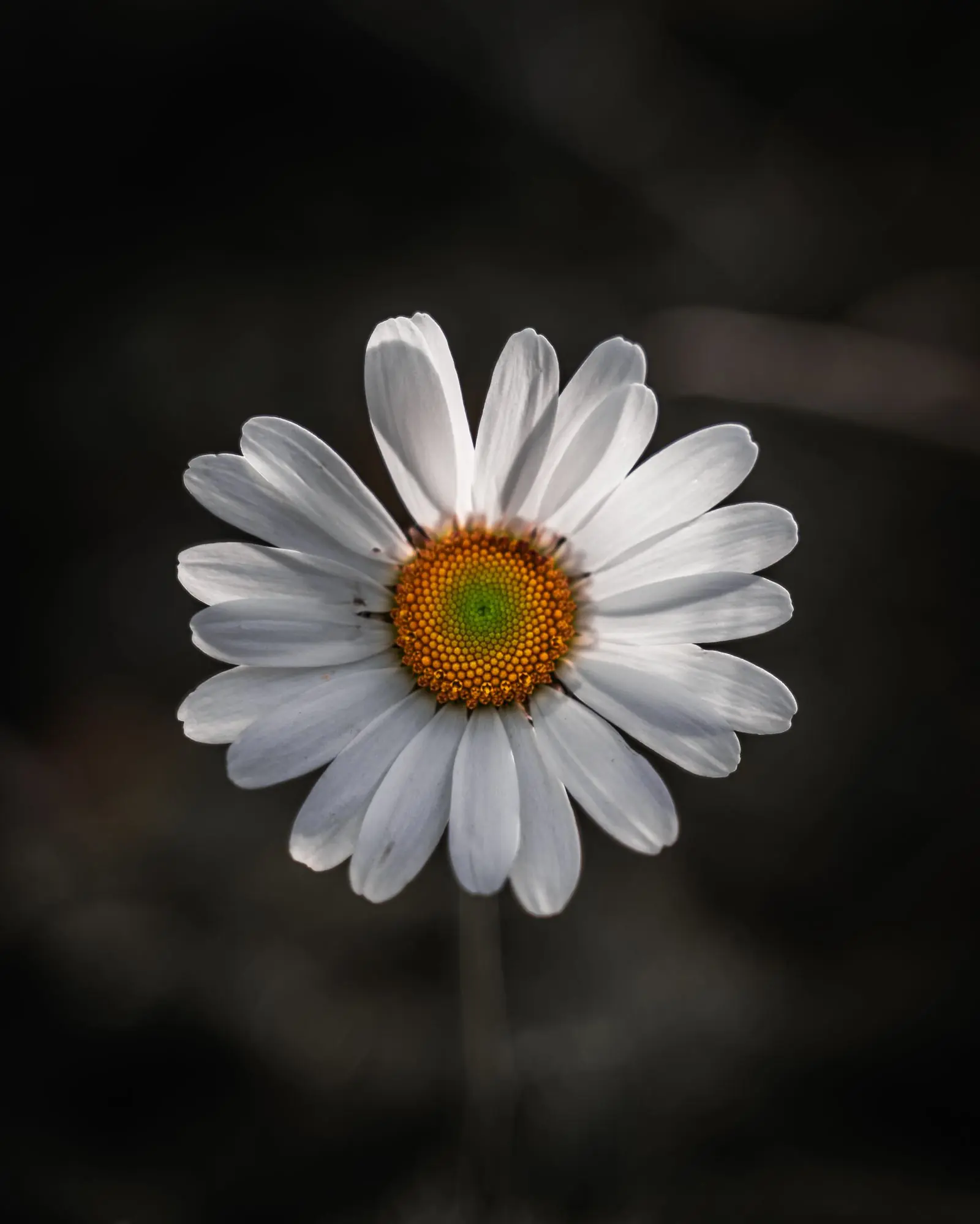 allgaeu flower fibonacci | Galerie Allgäu