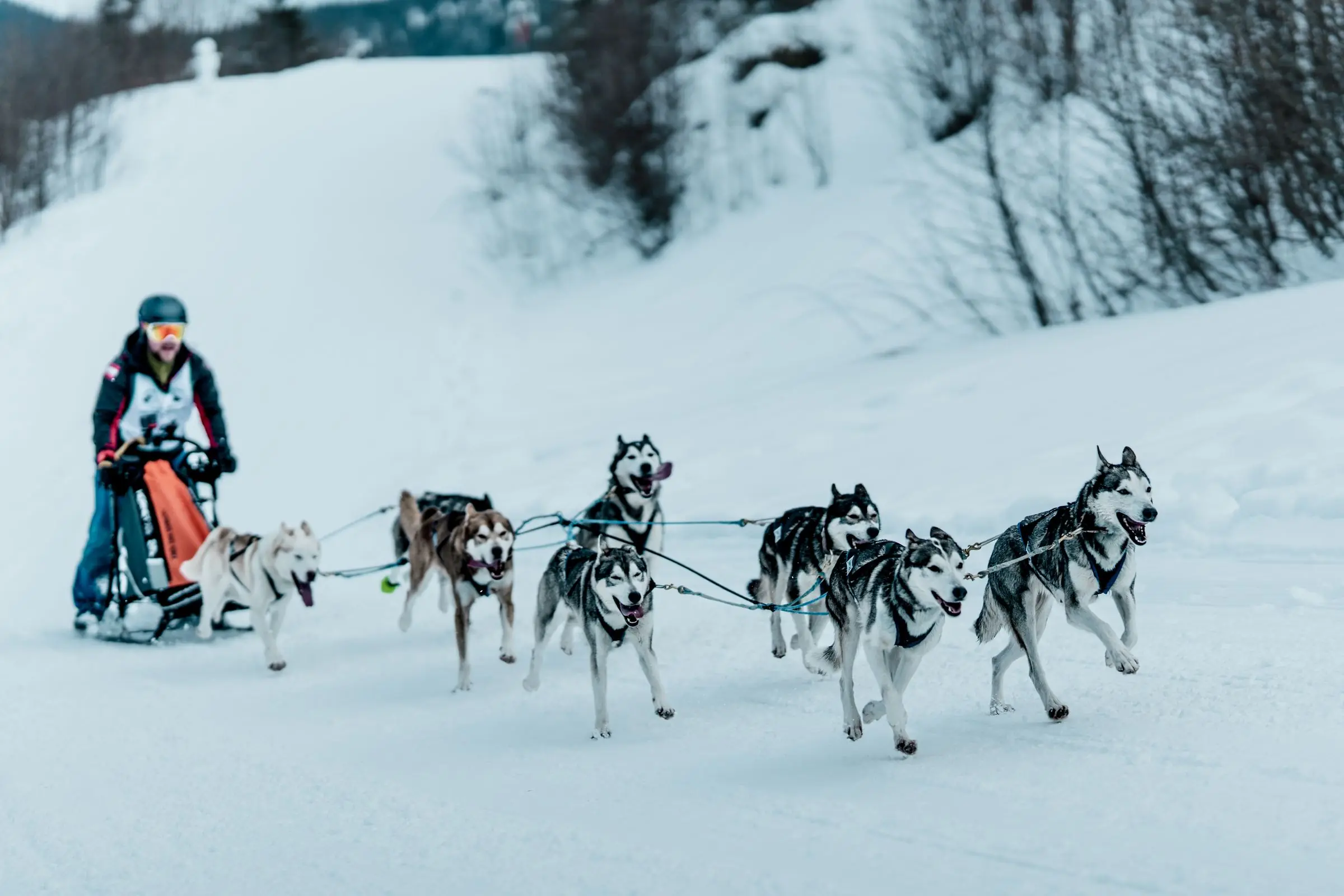 Husky Schlittenhunderennen im kalten Oberjoch - Sportfotograf Oberjoch