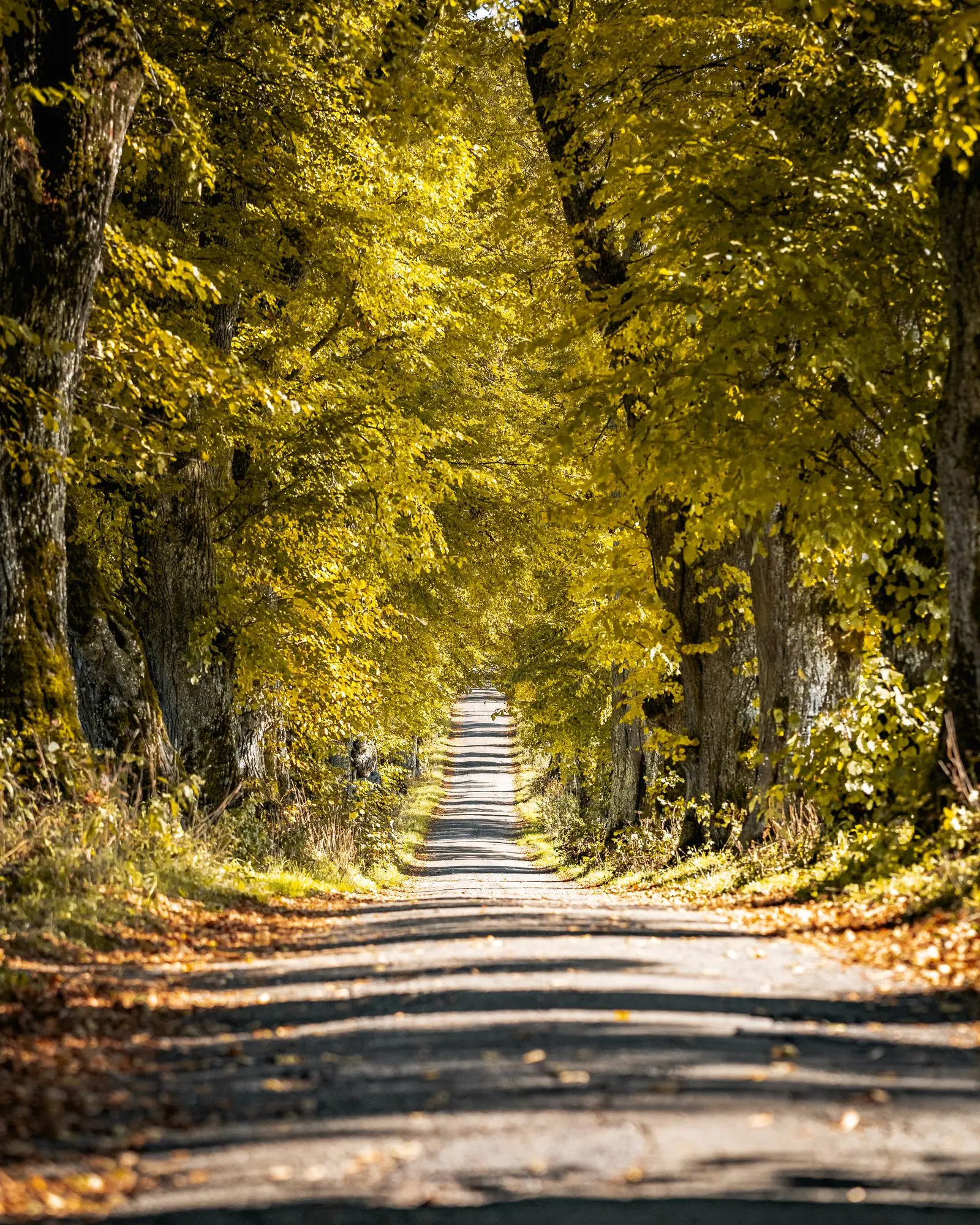 allgaeu path autumn | Galerie Allgäu