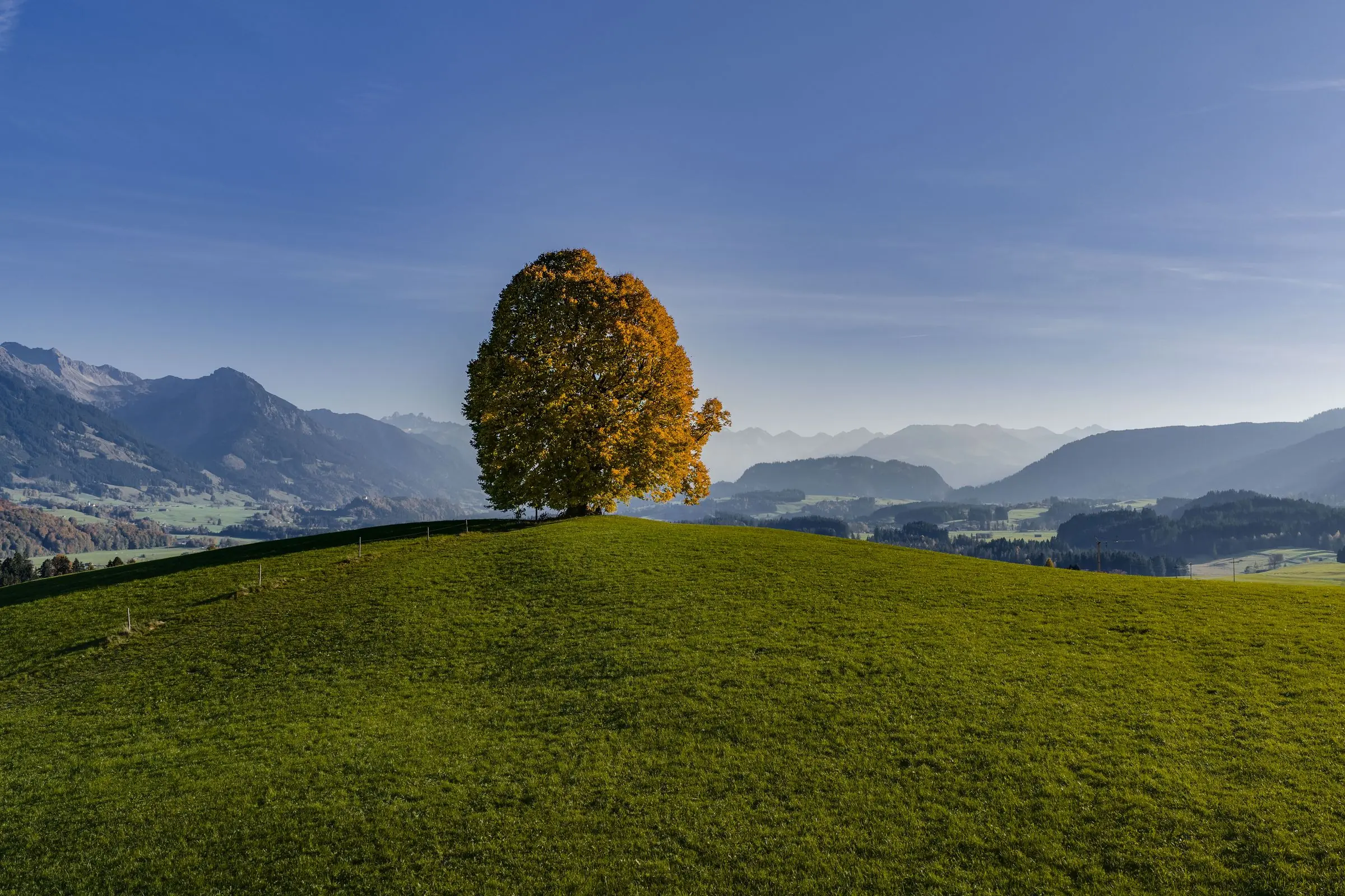 allgaeu tree autumn | Galerie Allgäu