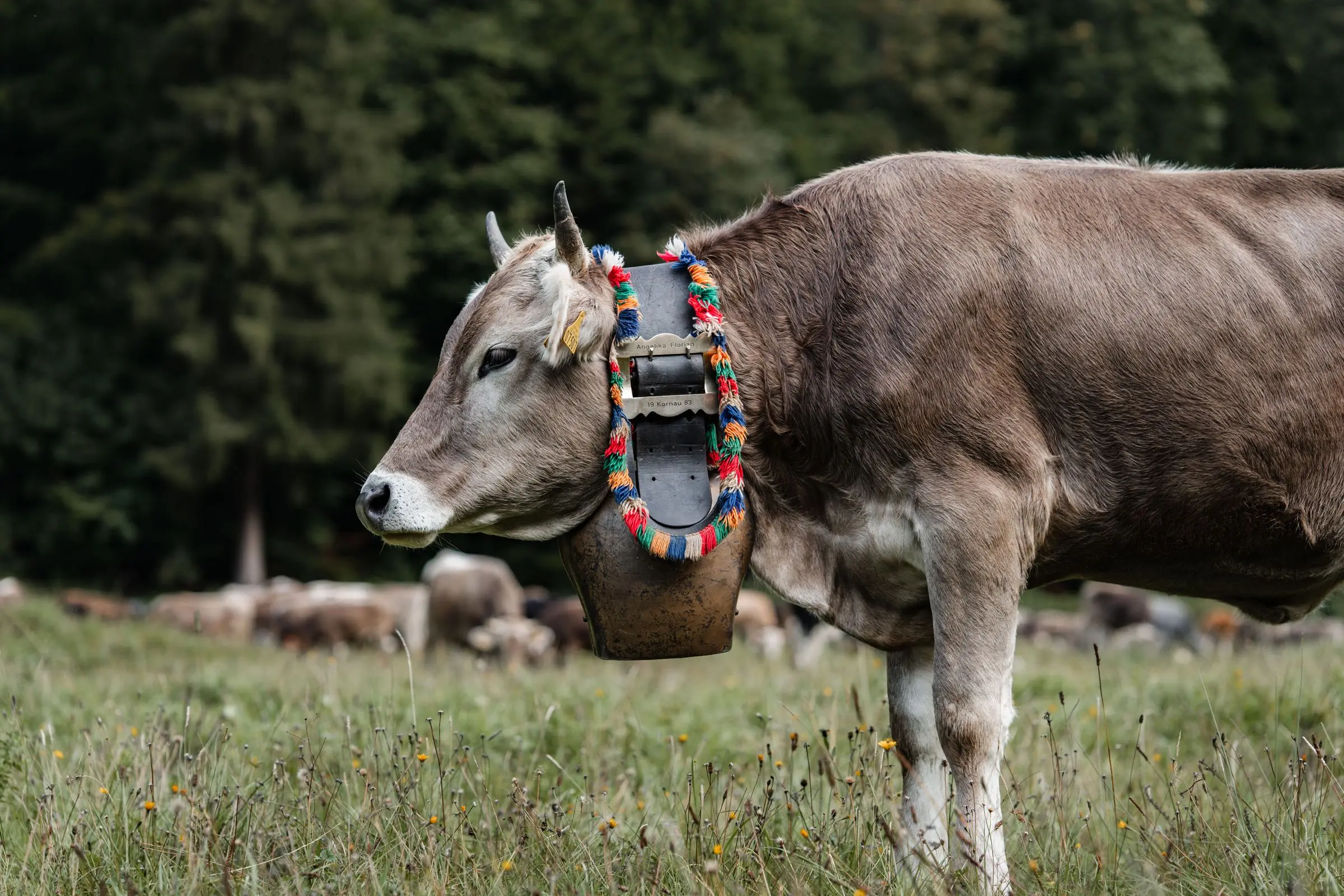 allgaeu viehscheid cow grass | Galerie Allgäu