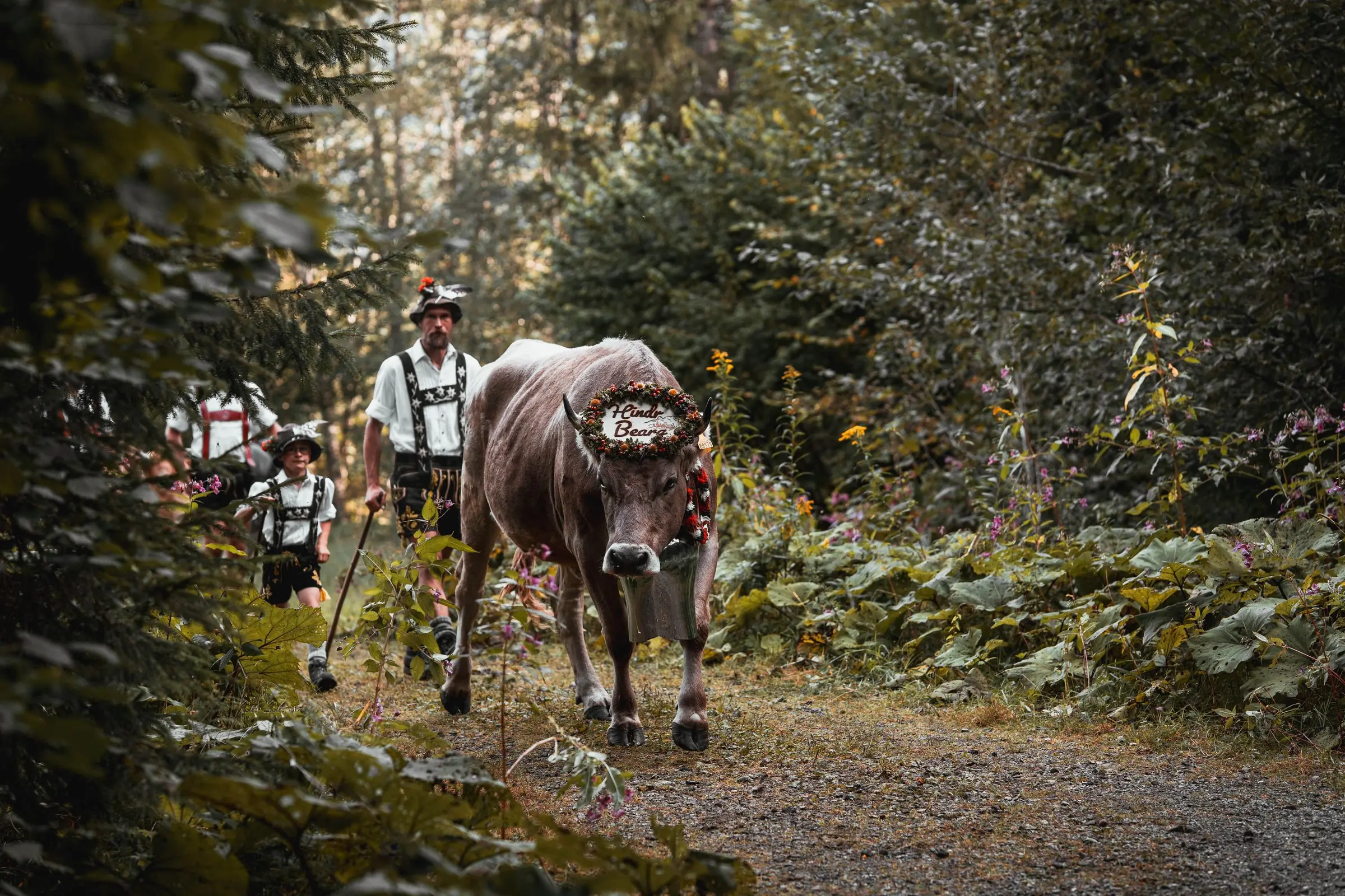 allgaeu viehscheid cow | Galerie