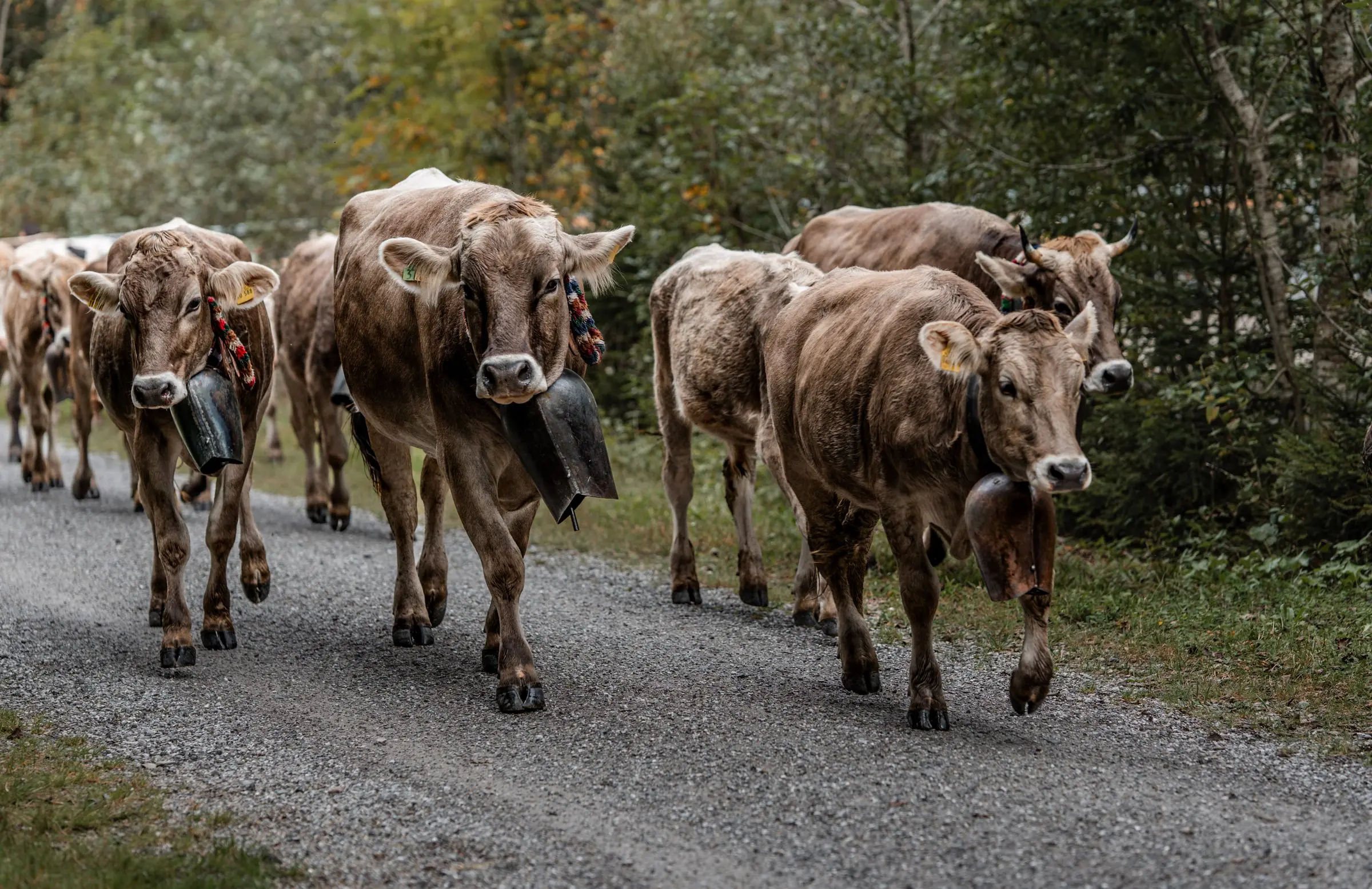 allgaeu viehscheid cows | Galerie Allgäu