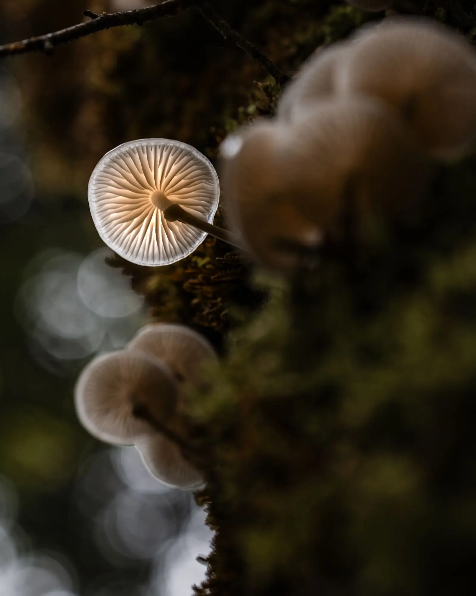 alps mushroom | Galerie Alpen