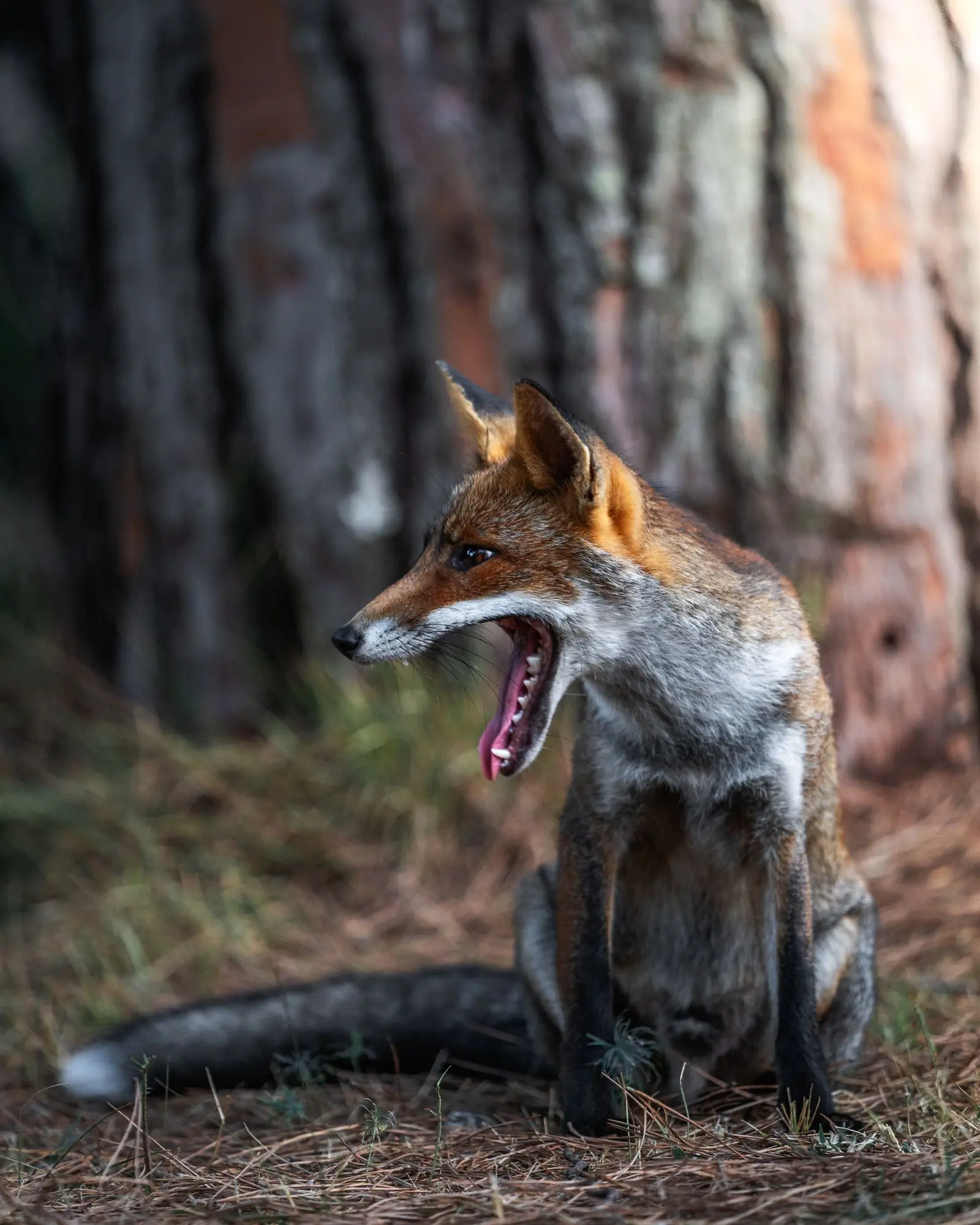 animal | Tiere