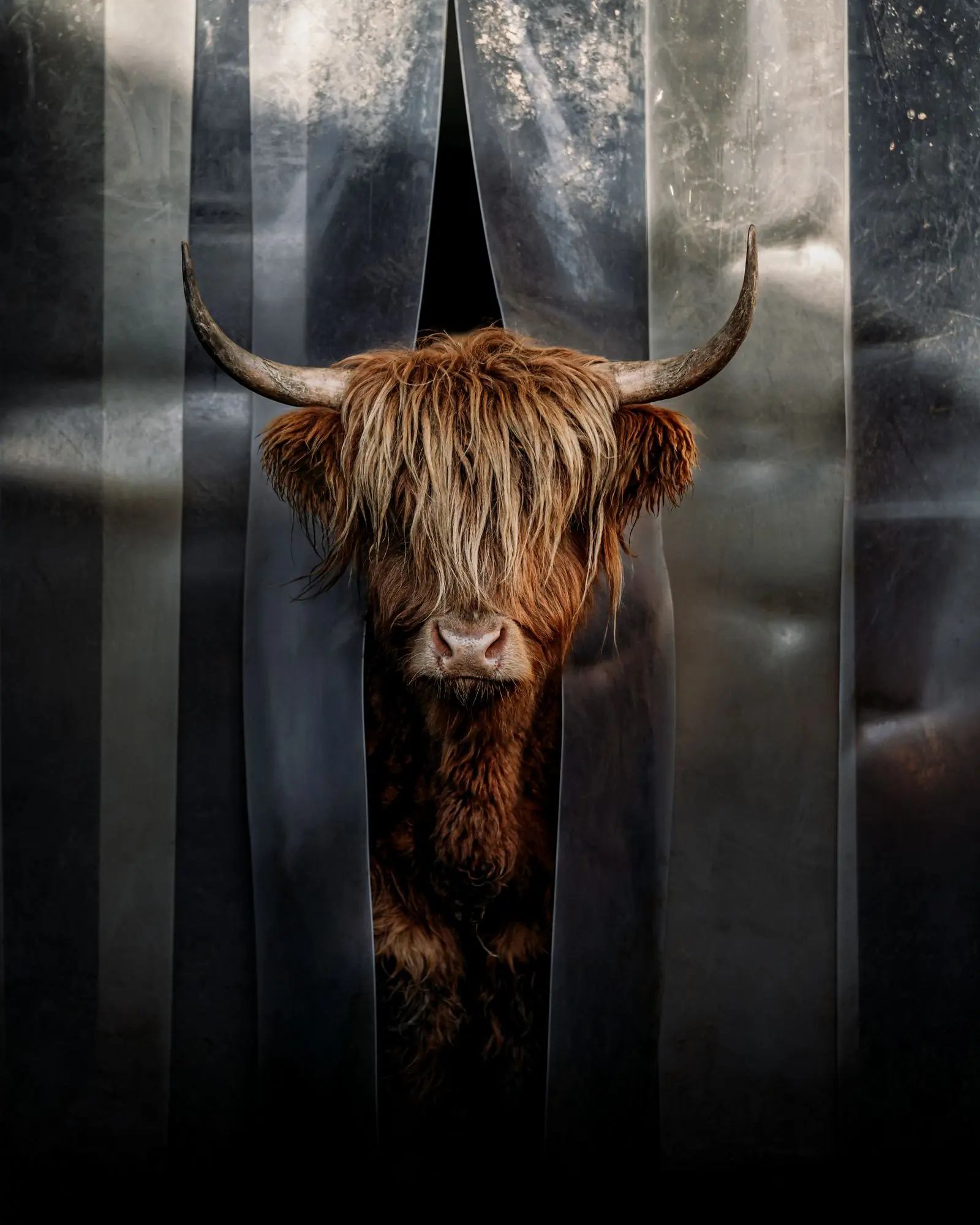 animal galloway | Tiere