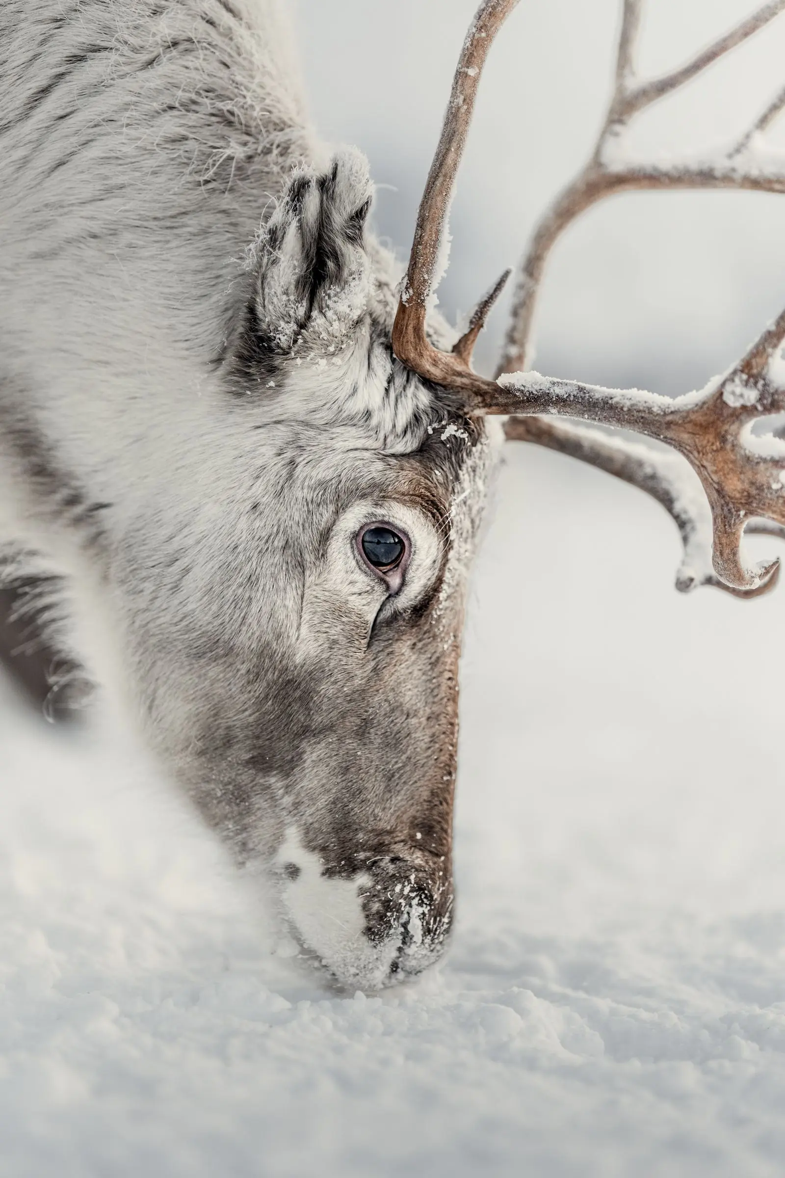 animal reindeer closeup eye | Tiere