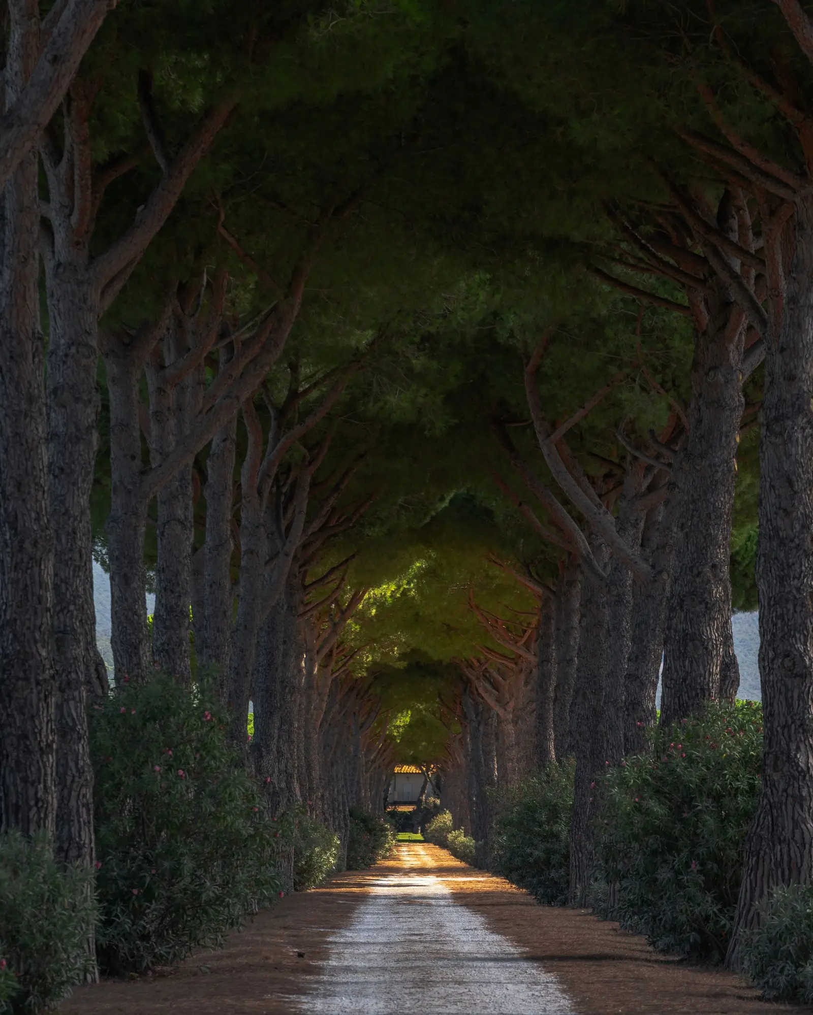 italy allee | Galerie Reisen