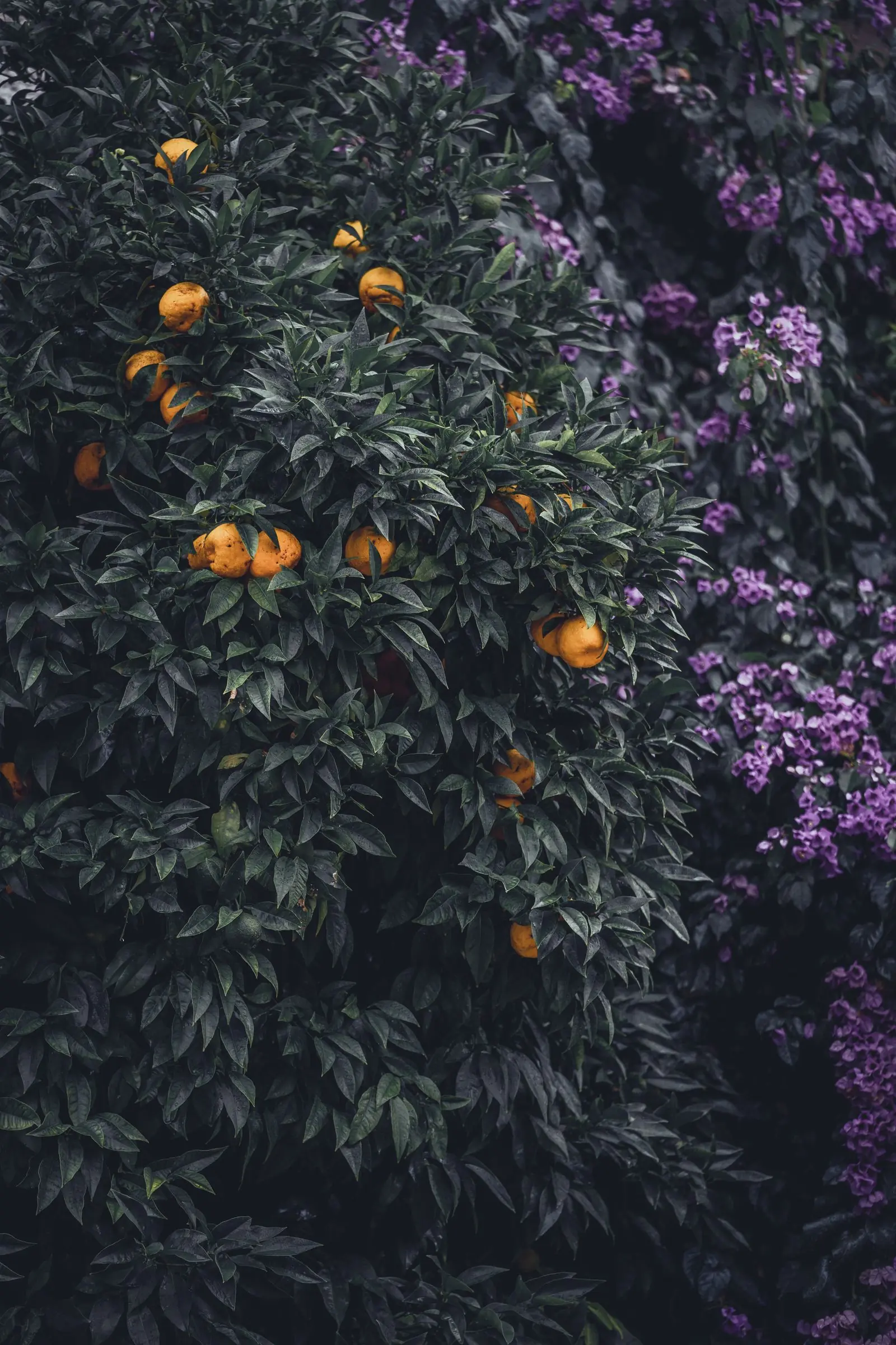 italy orange tree | Galerie Reisen