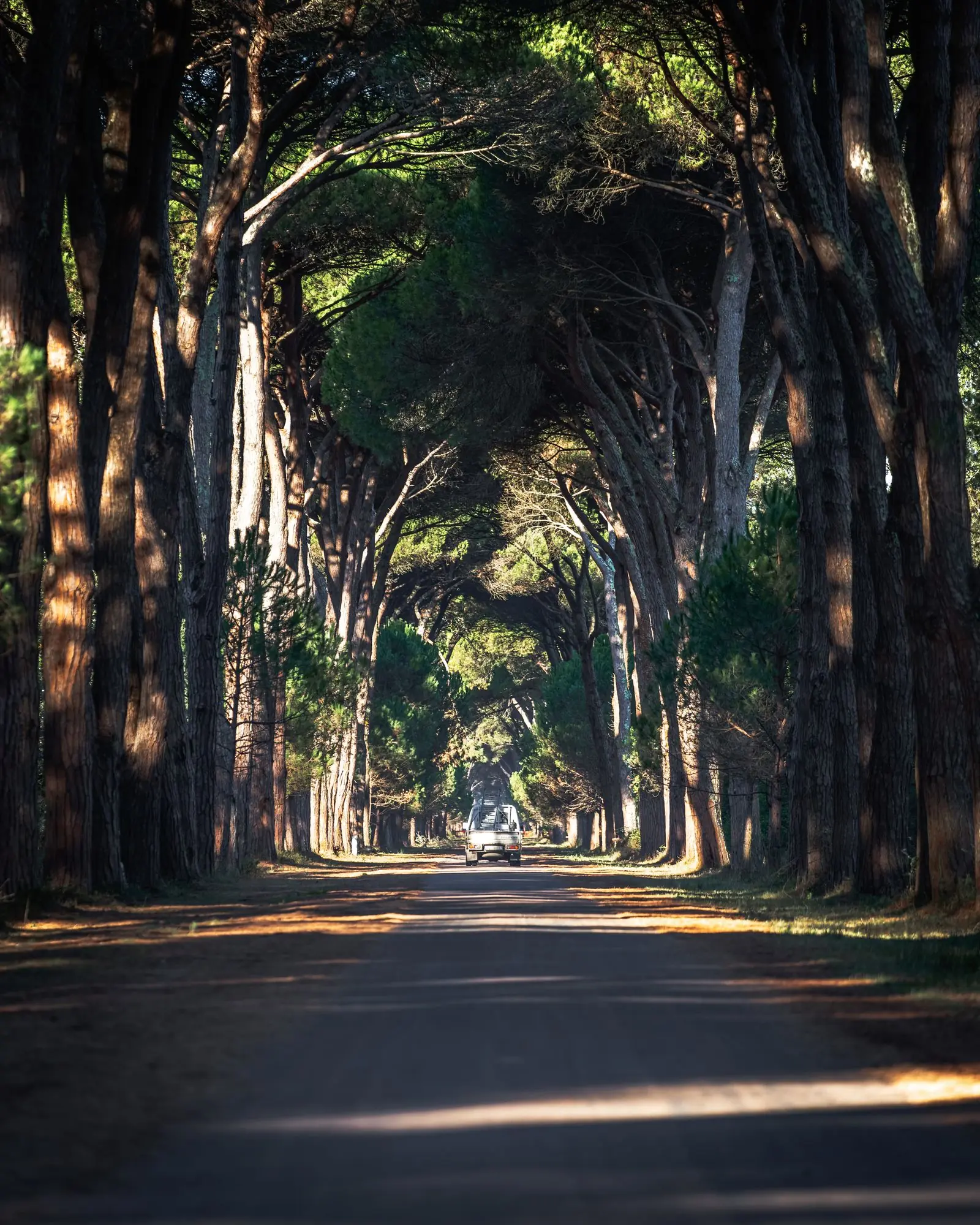italy pisa tree allee | Galerie Reisen