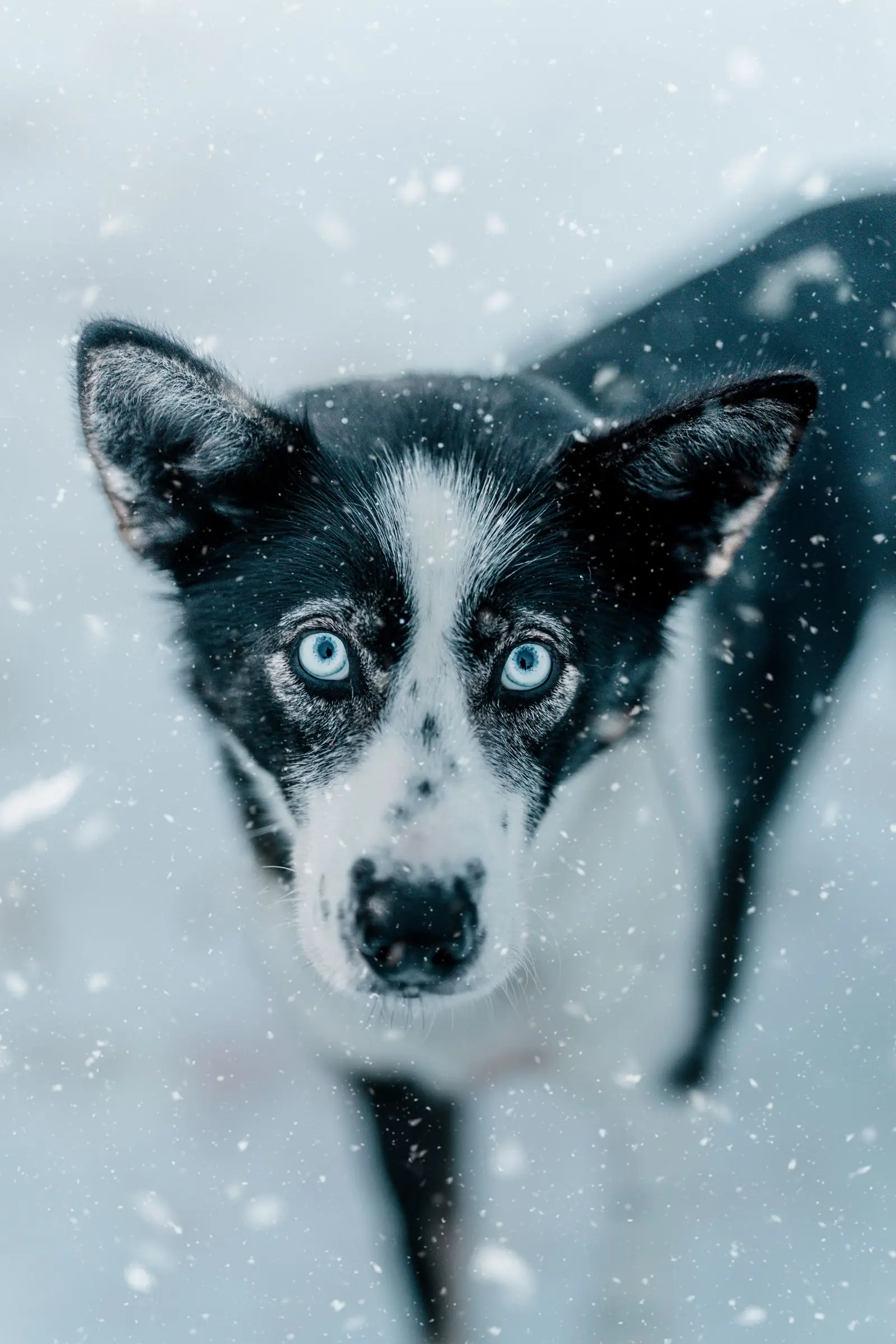 norway husky snow dog | Galerie Reisen