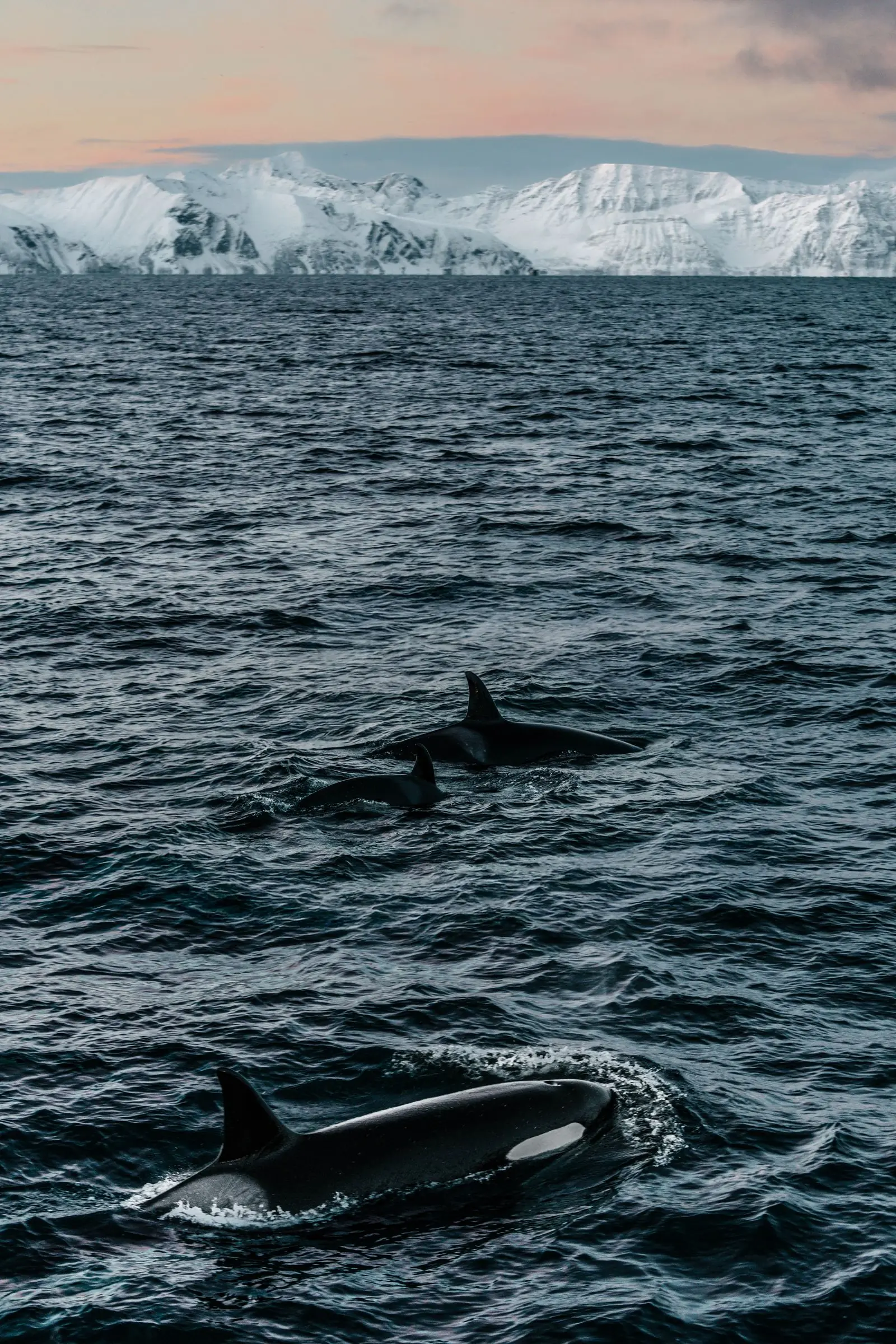 norway orca | Galerie Reisen