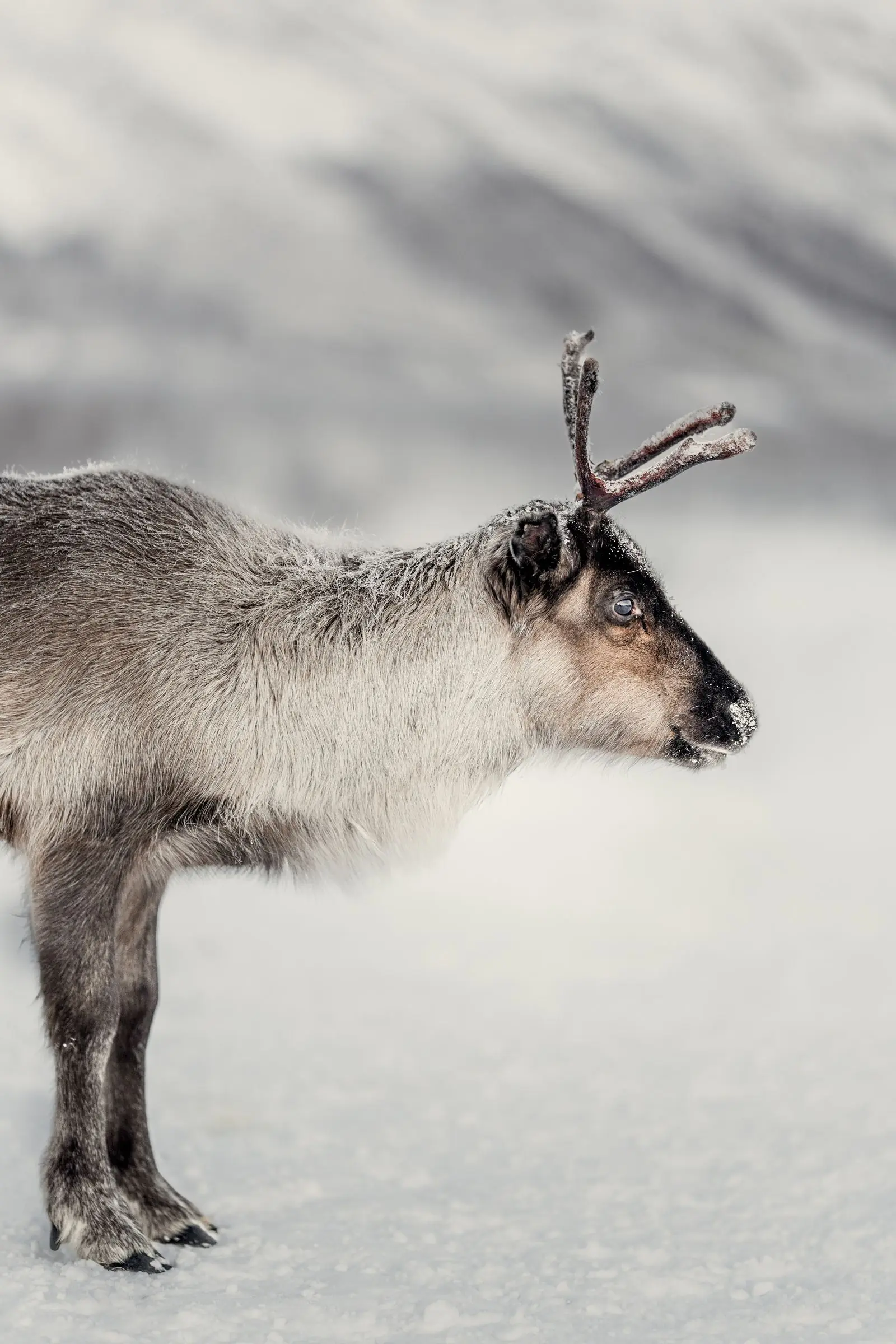 norway reindeer baby | Galerie Reisen