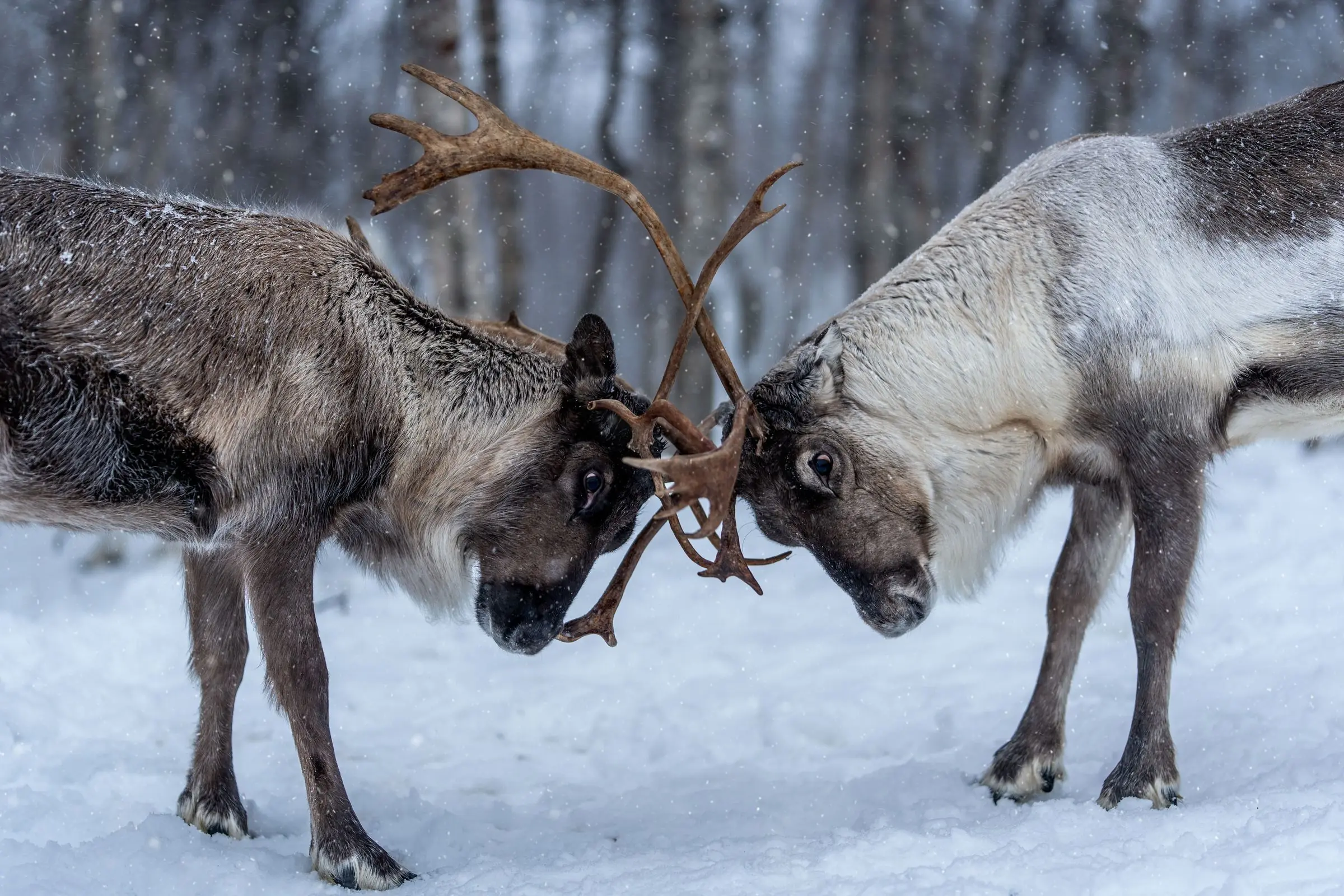 norway reindeer fight | Galerie Reisen