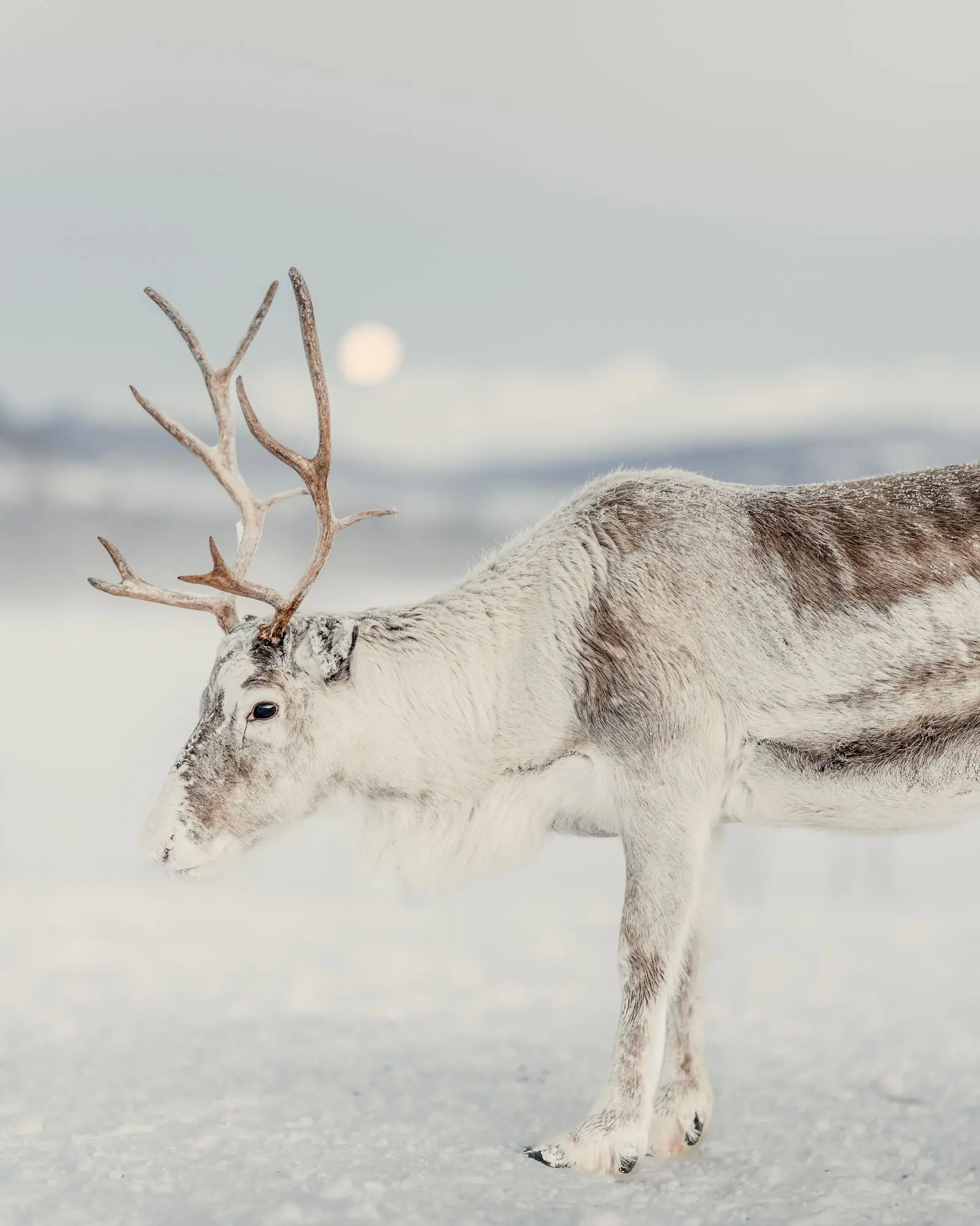 norway reindeer moon | Galerie Reisen