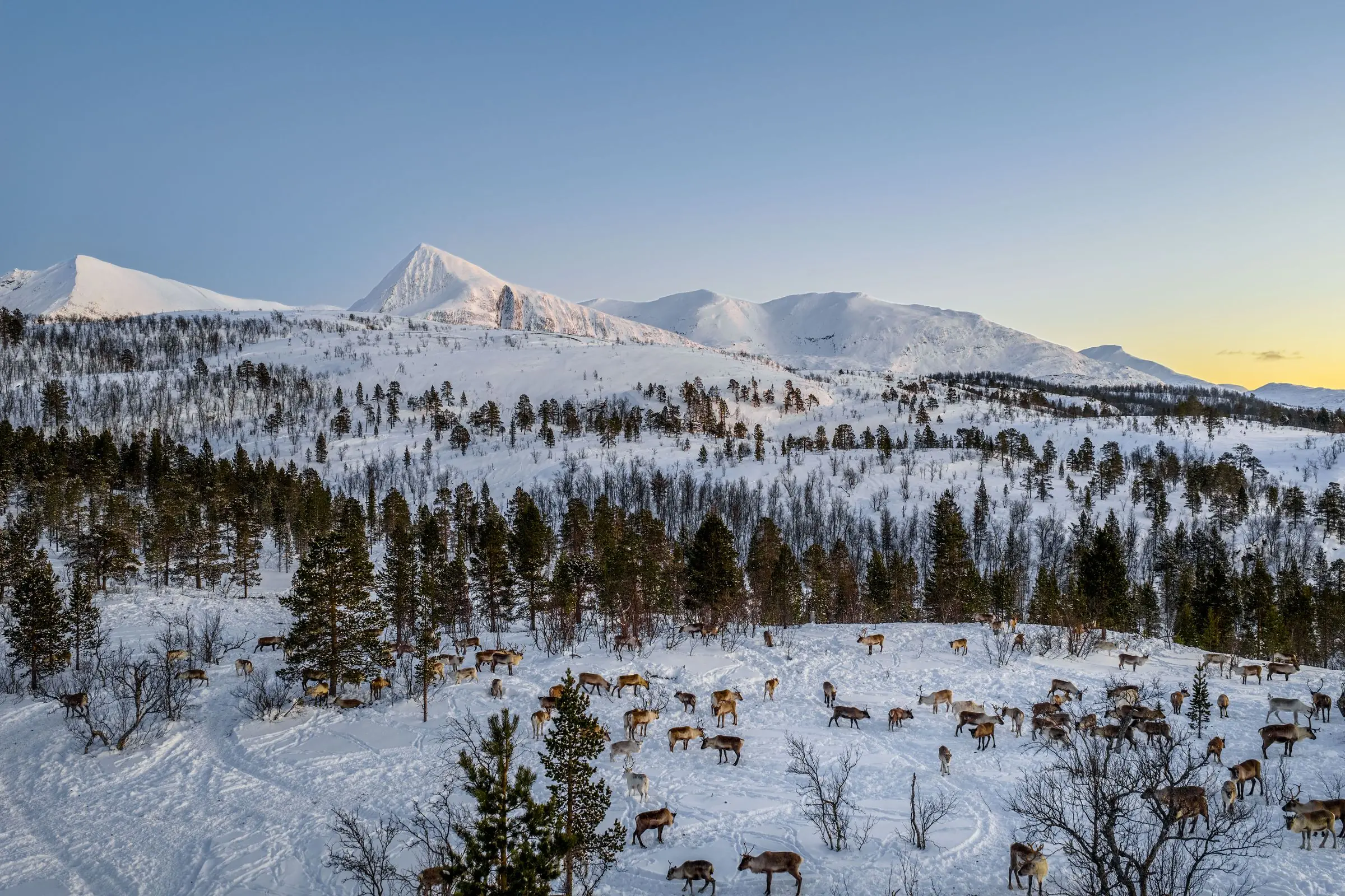 norway reindeer mountains | Galerie Reisen