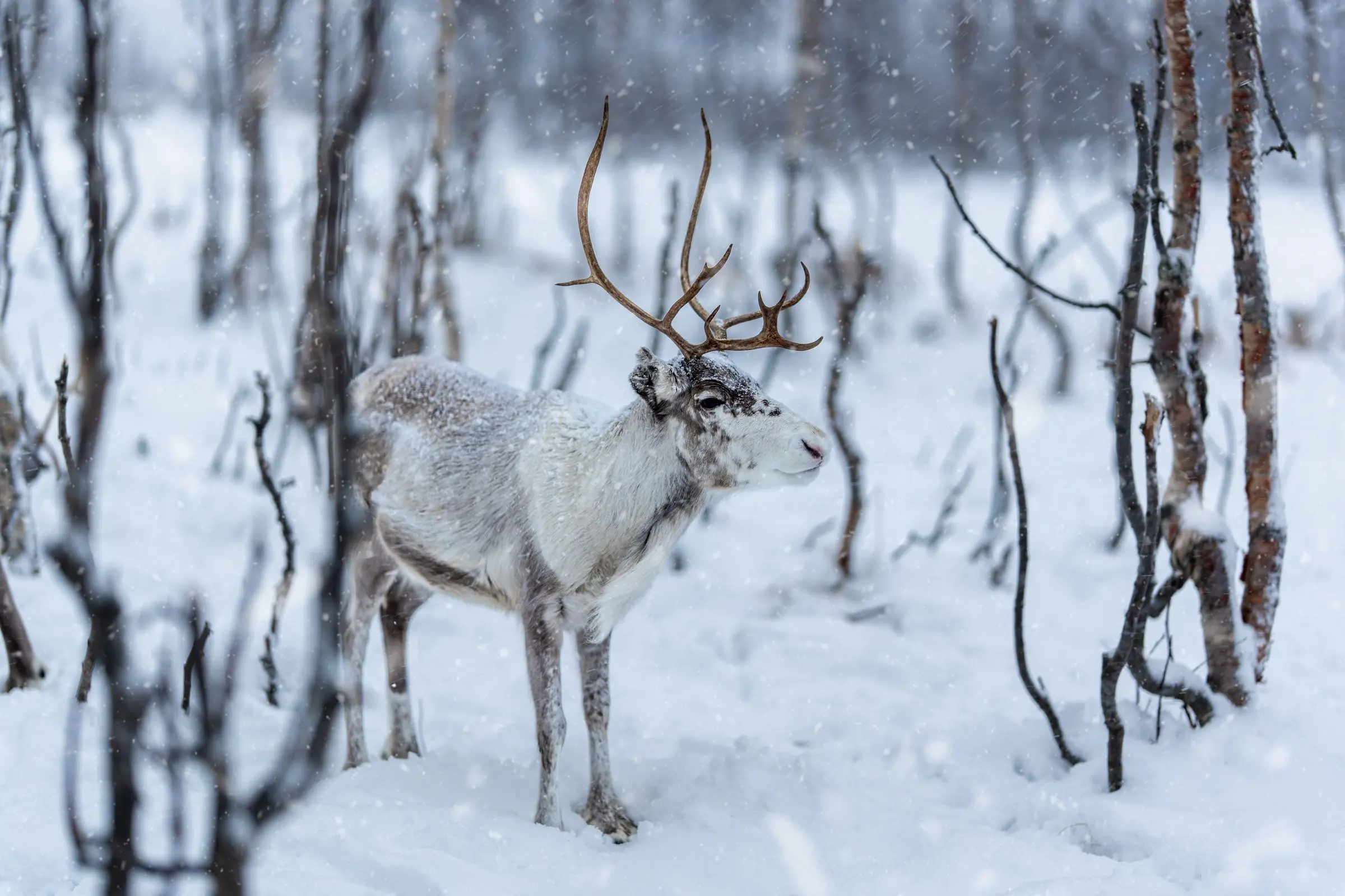 norway reindeer snow | Galerie Reisen