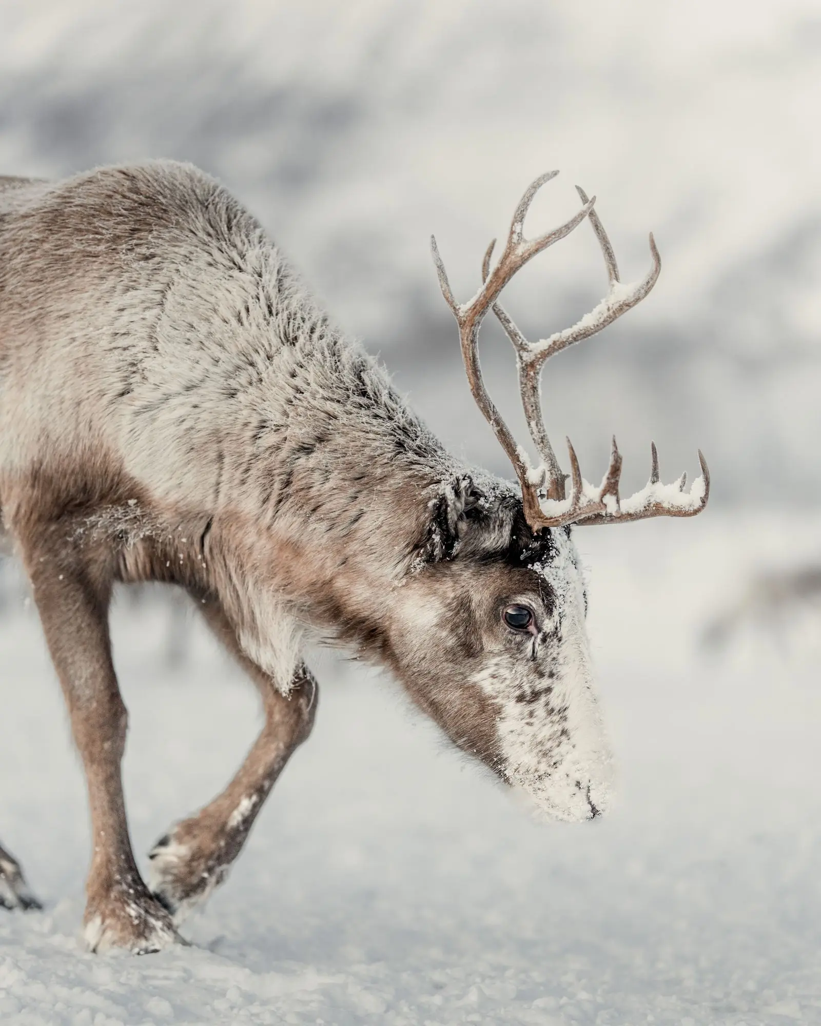 norway reindeer walk | Galerie Reisen