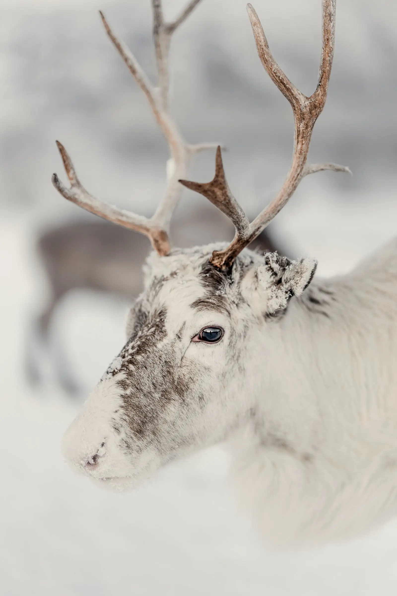 norway reindeer white | Galerie Reisen