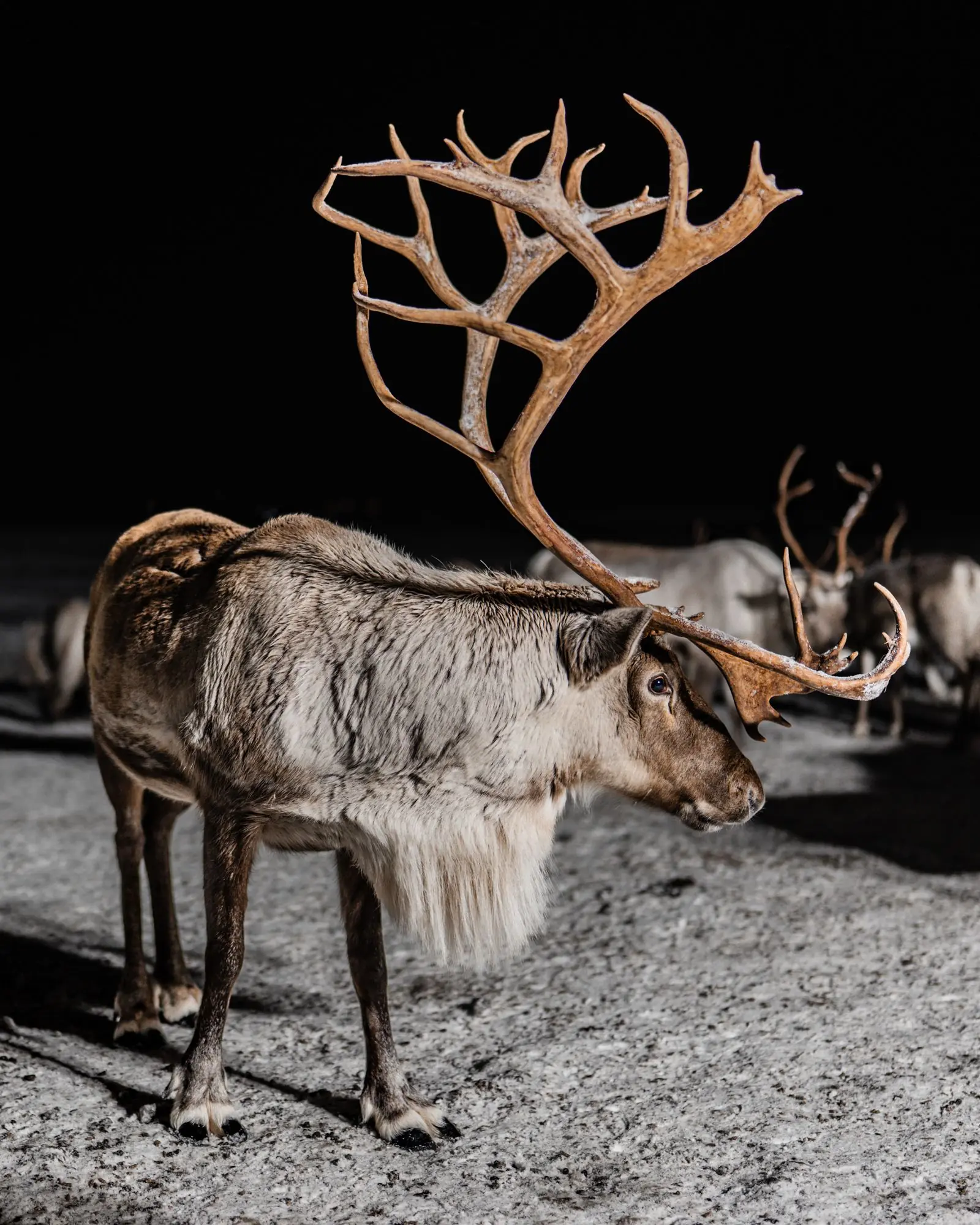 norway reindeer | Galerie Reisen