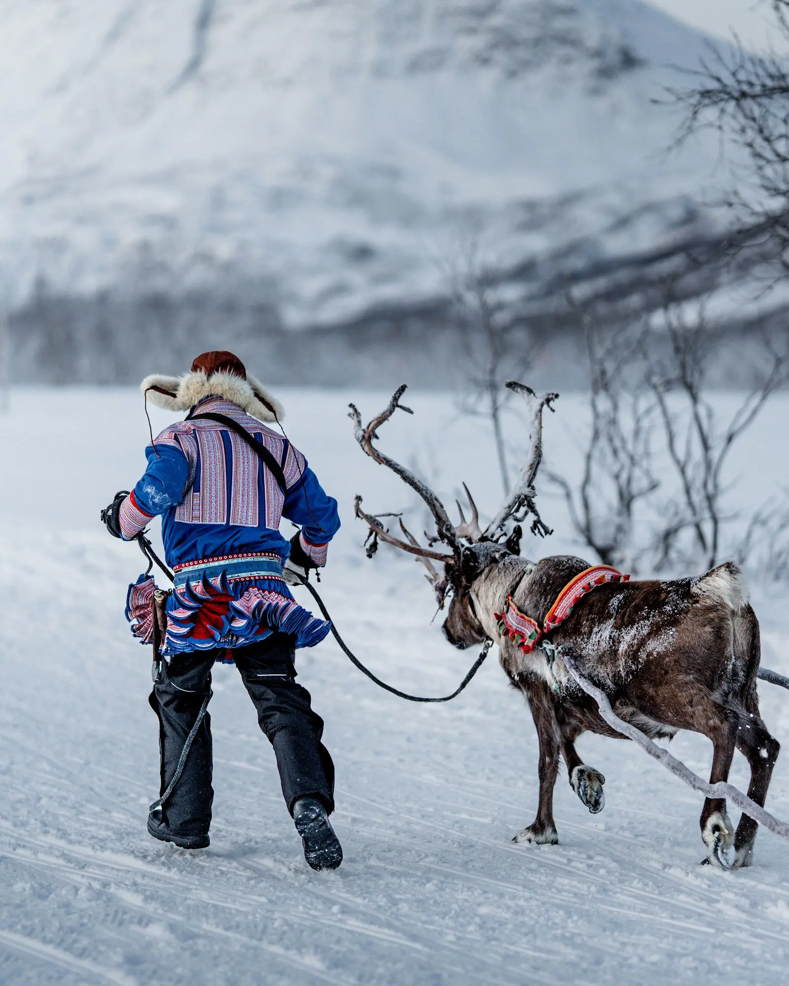 norway sami reindeer | Galerie Reisen
