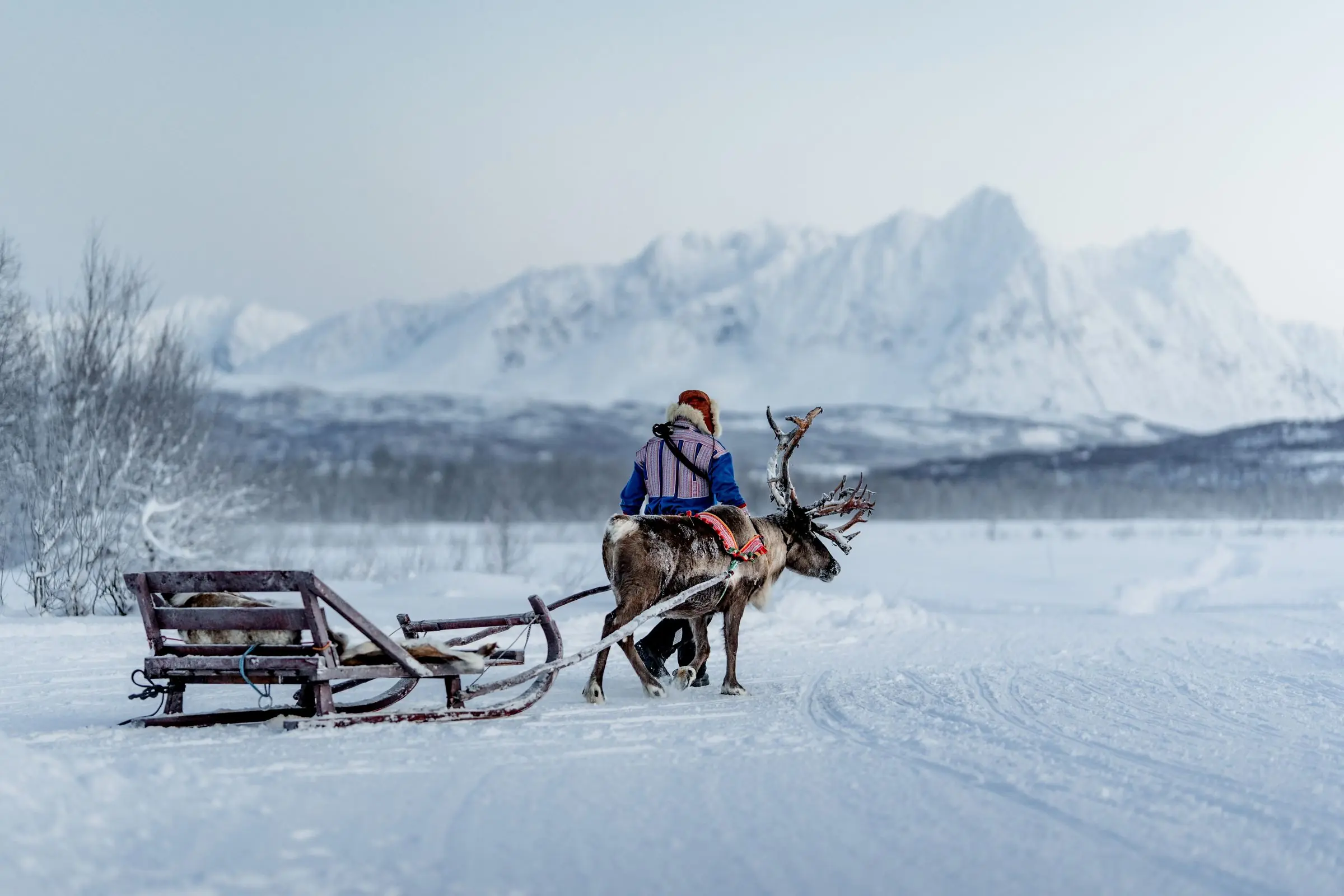 norway sami sledding | Galerie Reisen