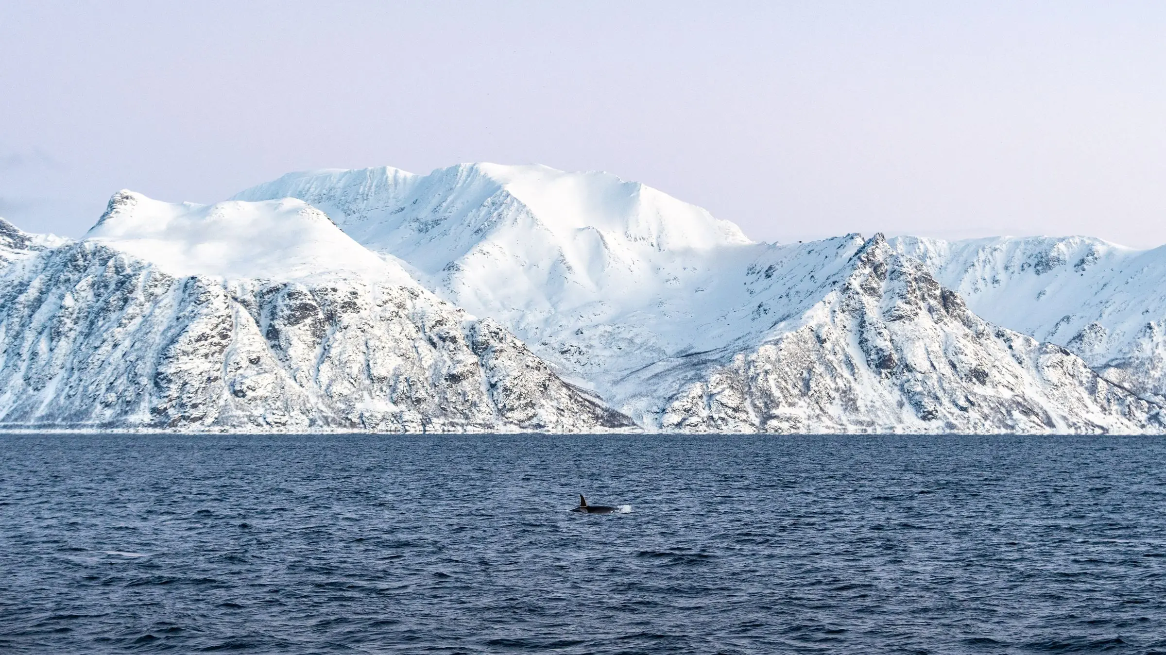 norway whale watching tour | Galerie Reisen