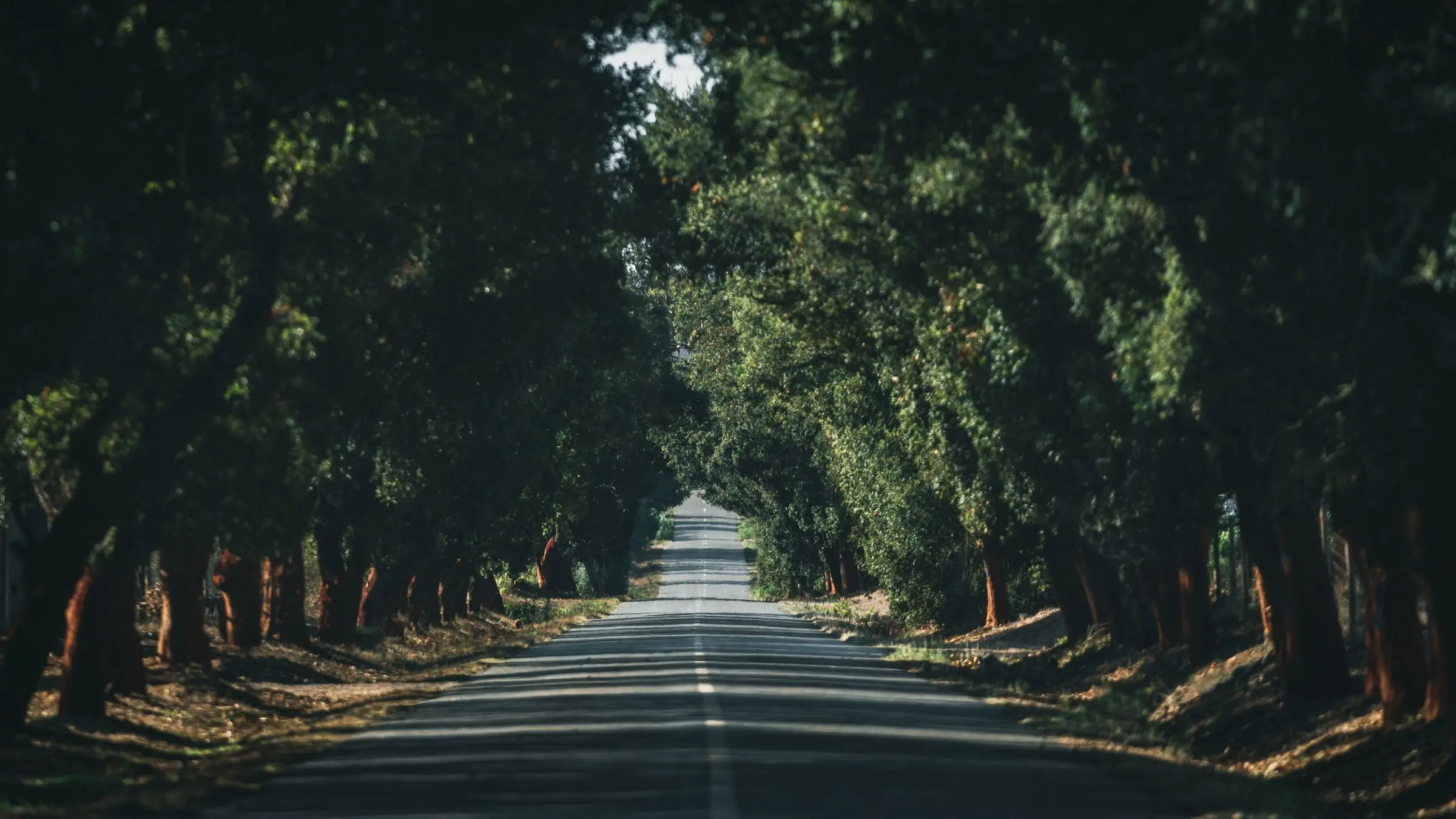 portugal allee tree | Galerie Reisen