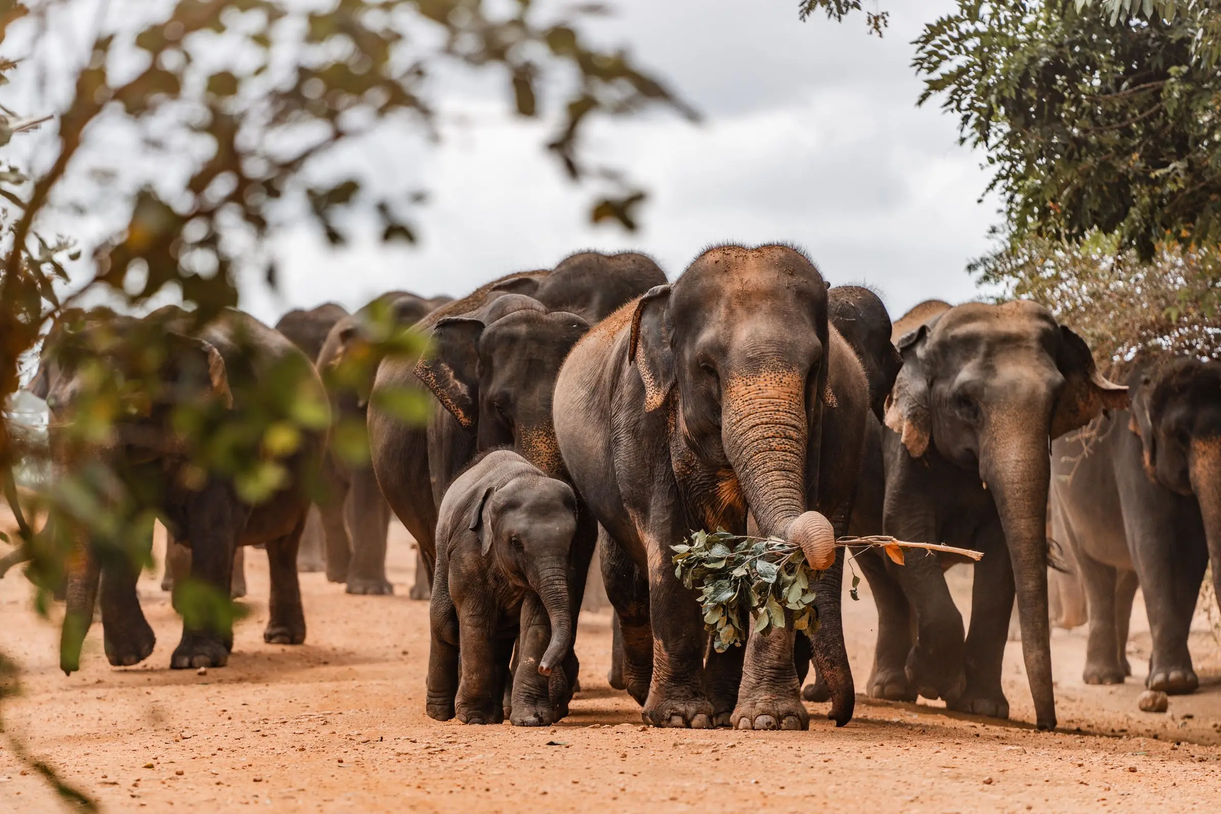 sri lanka elephant herd | Galerie Reisen