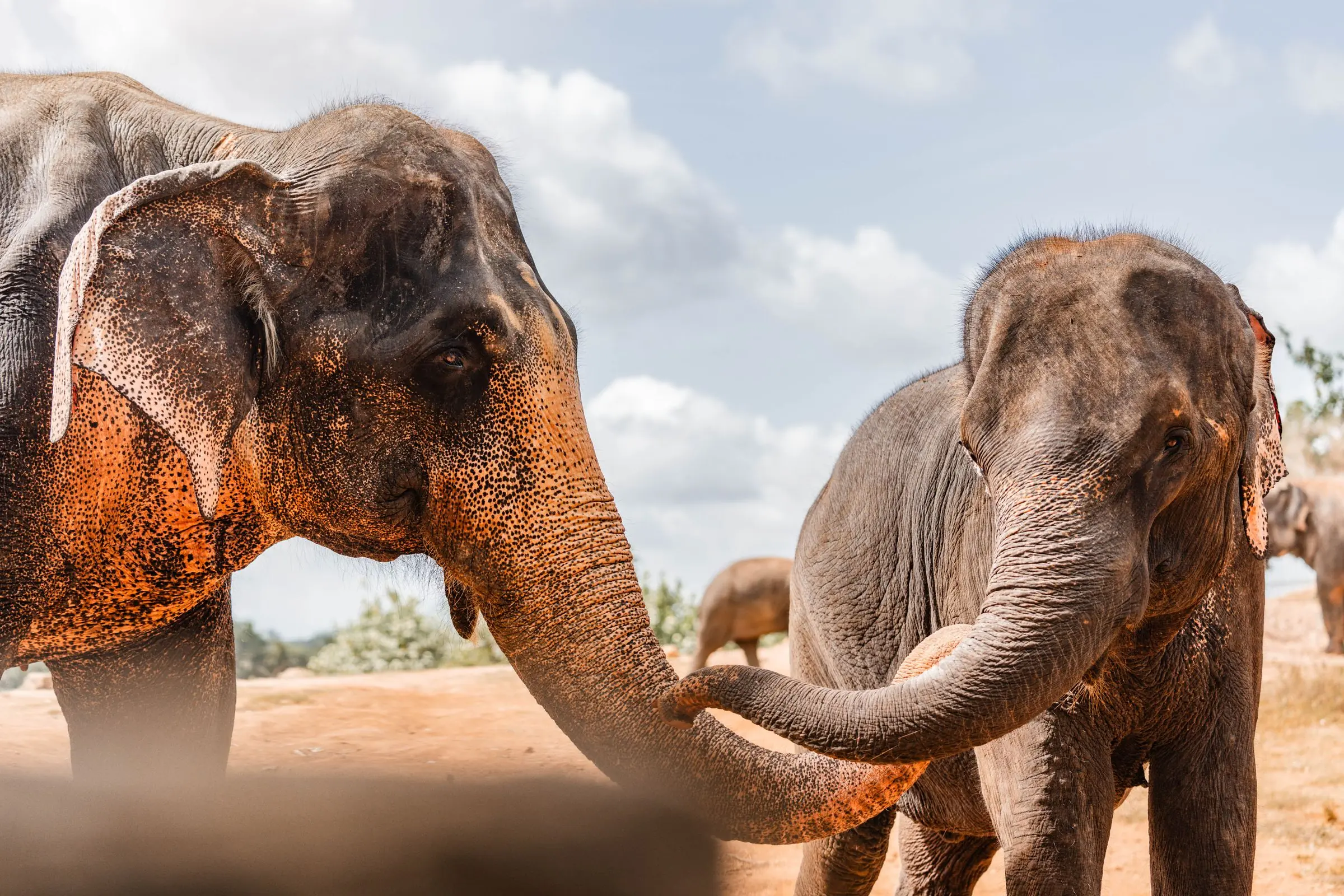sri lanka elephant talk | Galerie Reisen