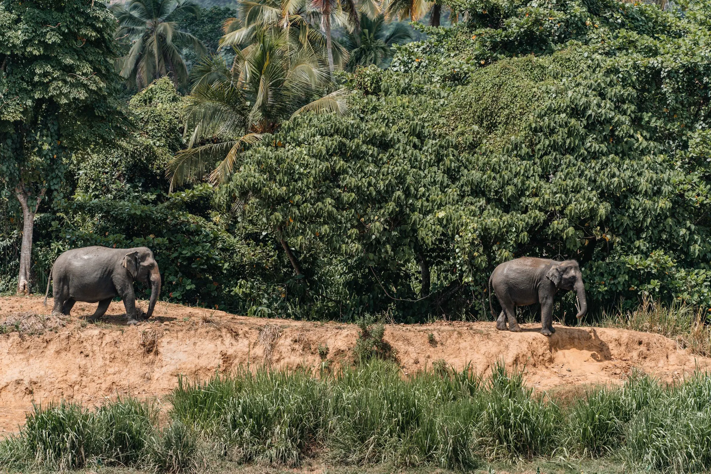 sri lanka elephant wilderness | Galerie Reisen
