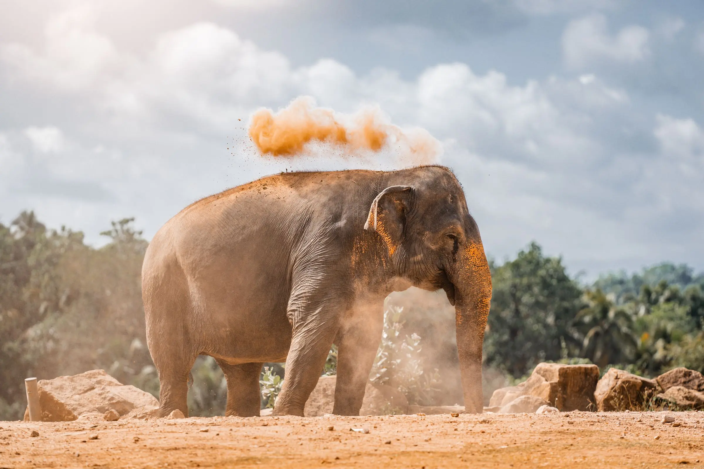 sri lanka elephant | Galerie Reisen