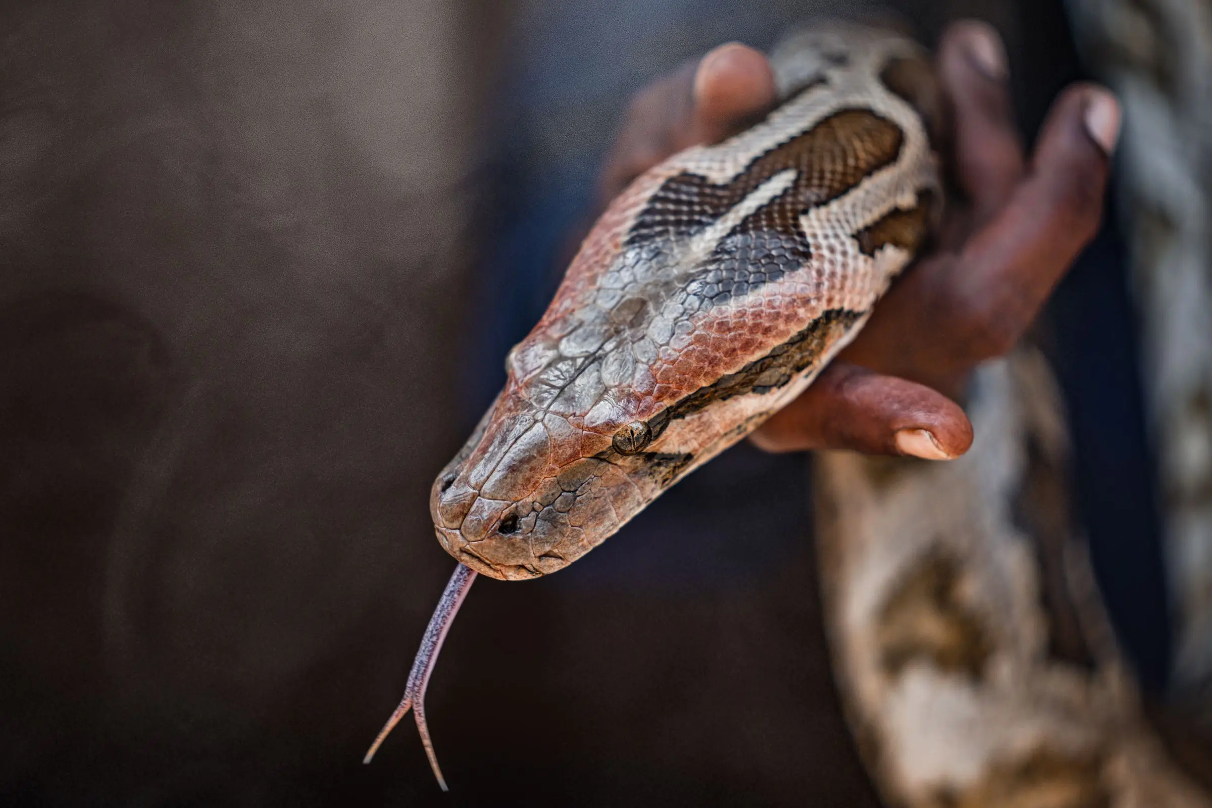 sri lanka snake hand | Galerie Reisen
