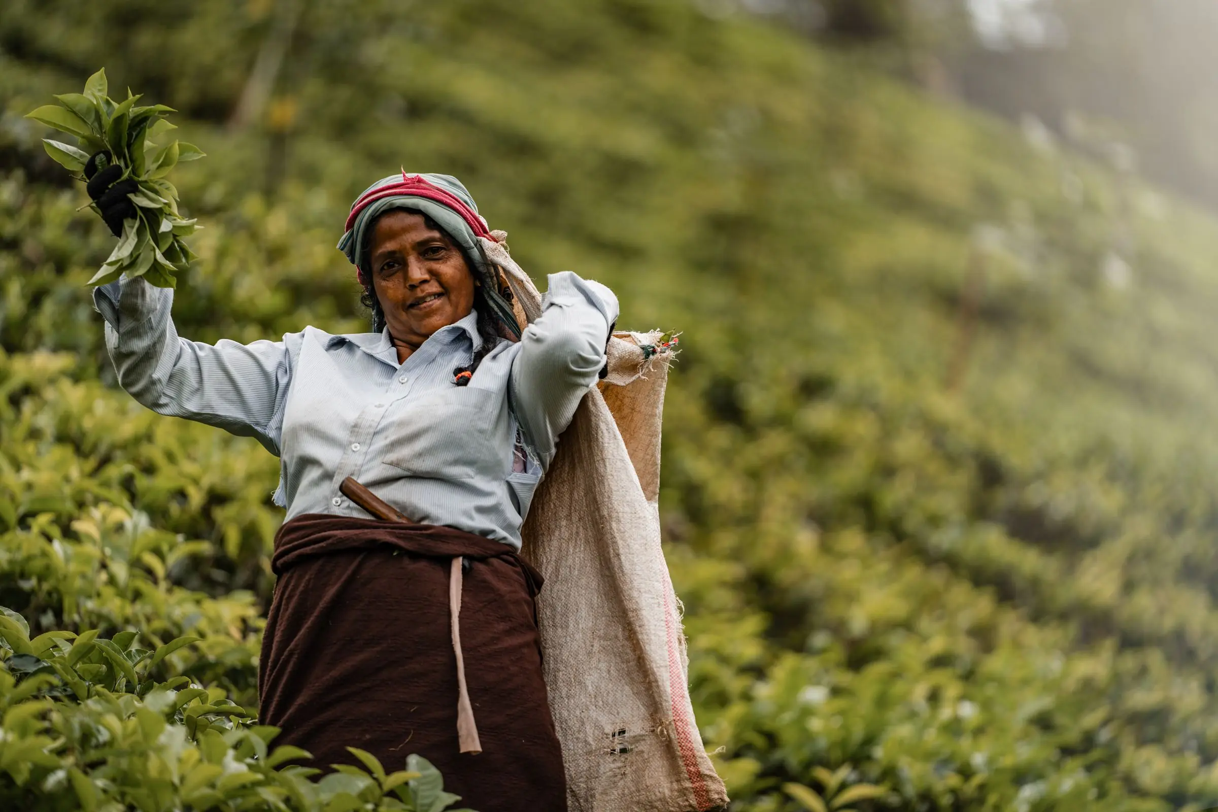 sri lanka tea plantage farmer | Galerie Reisen