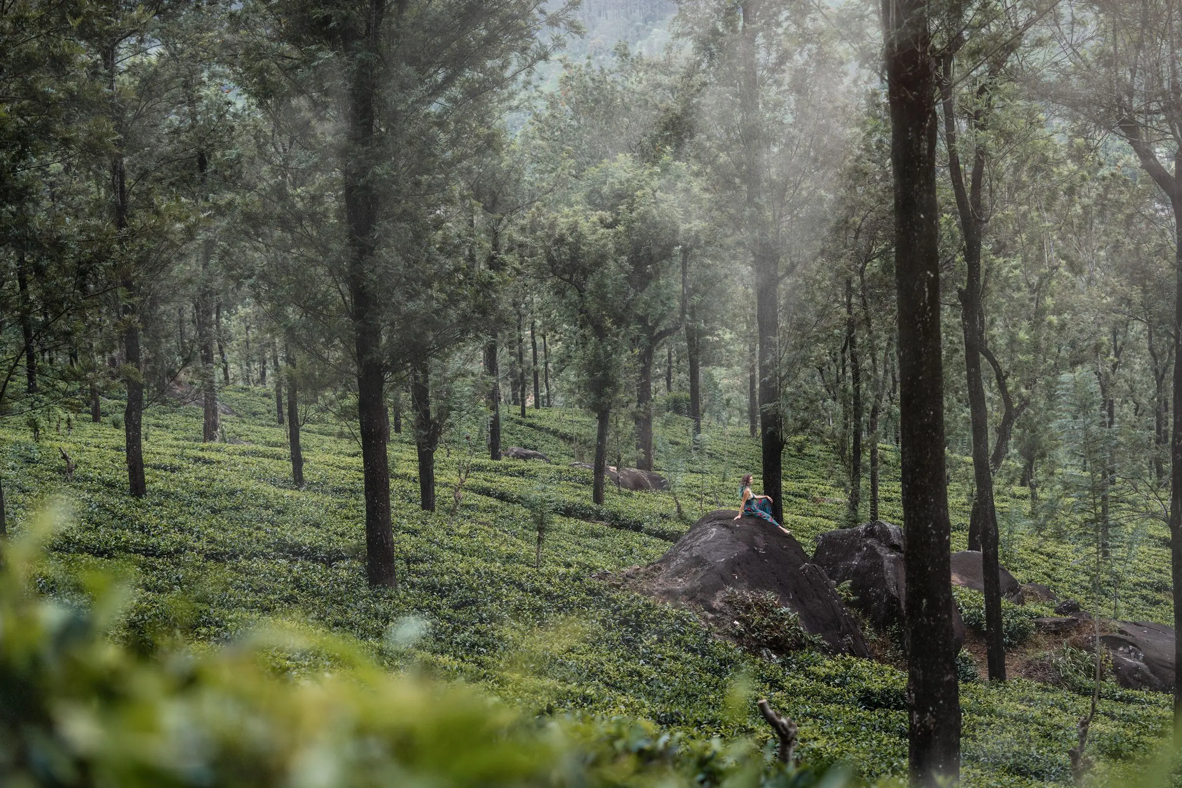 sri lanka tea plantage forrest | Galerie Reisen