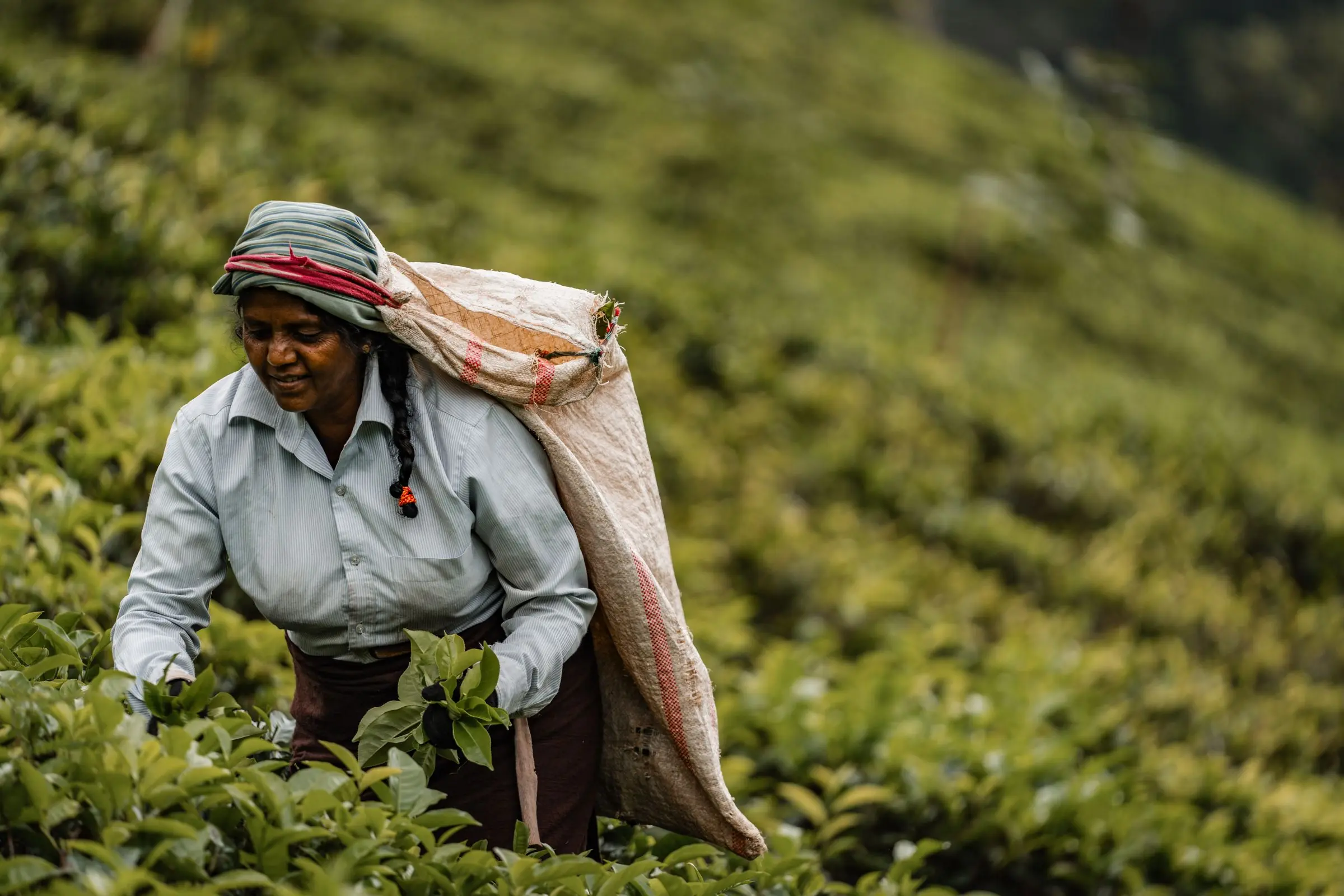 sri lanka tea plantage | Galerie Reisen